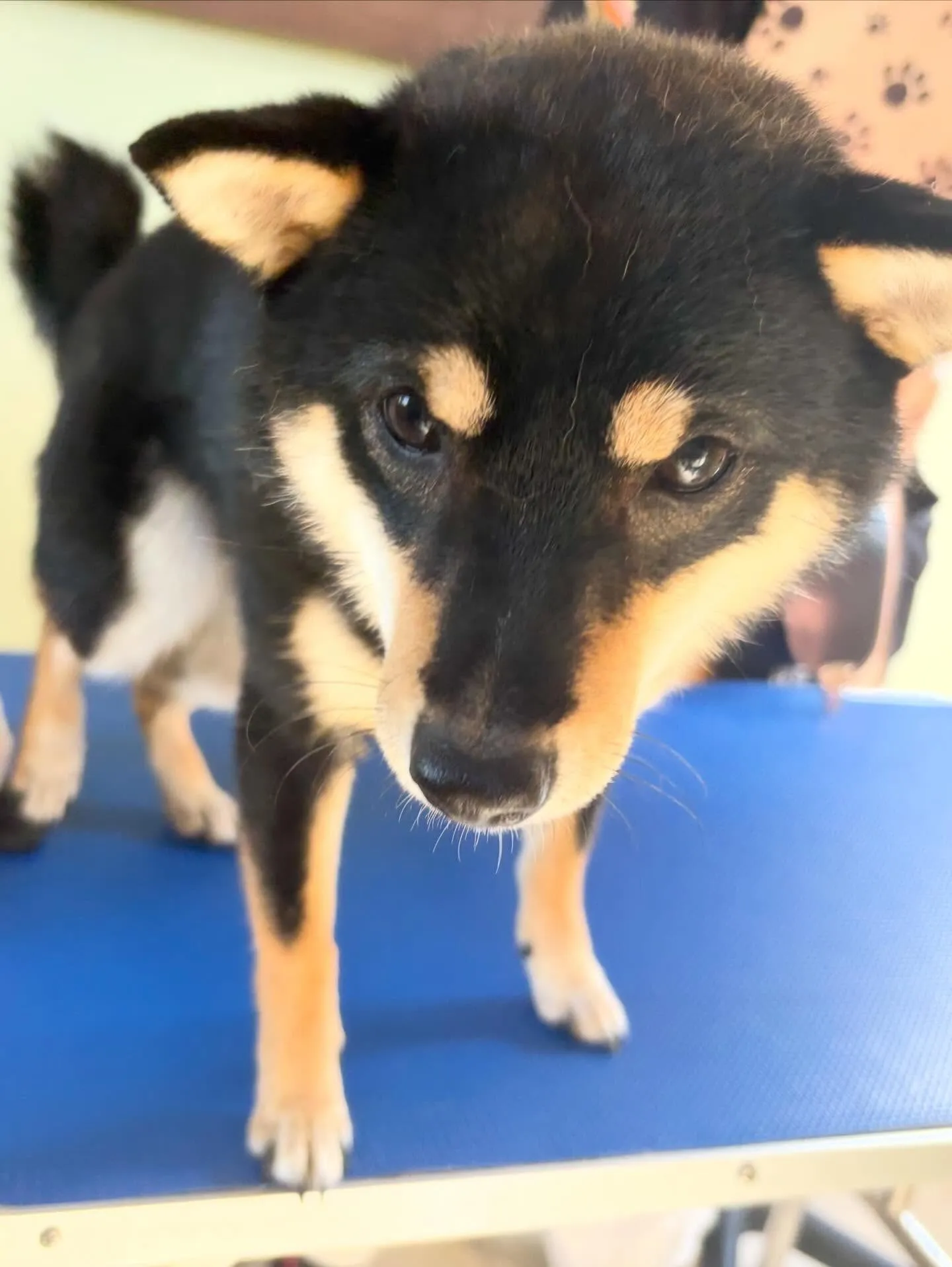 セットメニューをご利用頂いたわんこたちです🤗