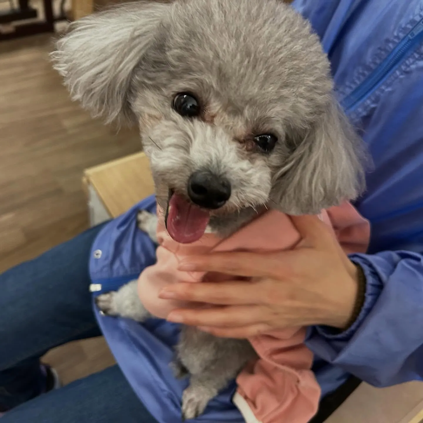 入会してくれたニコちゃんです🎶