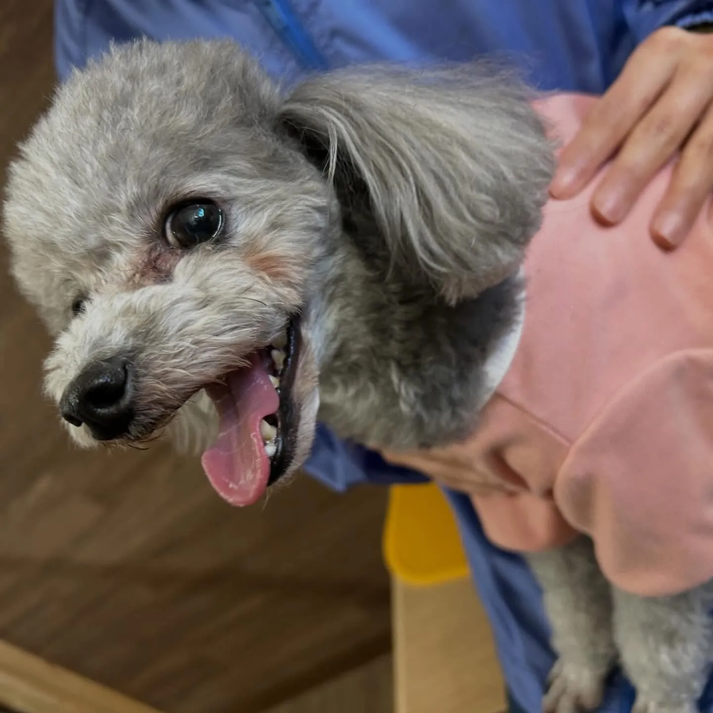 入会してくれたニコちゃんです🎶