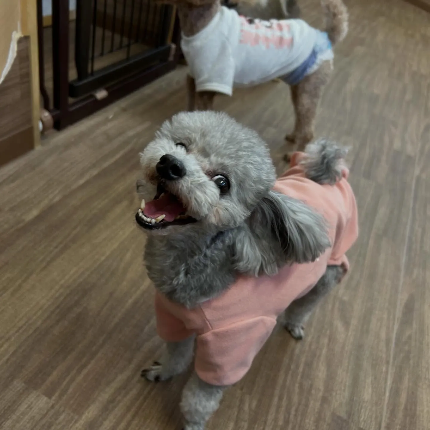 入会してくれたニコちゃんです🎶