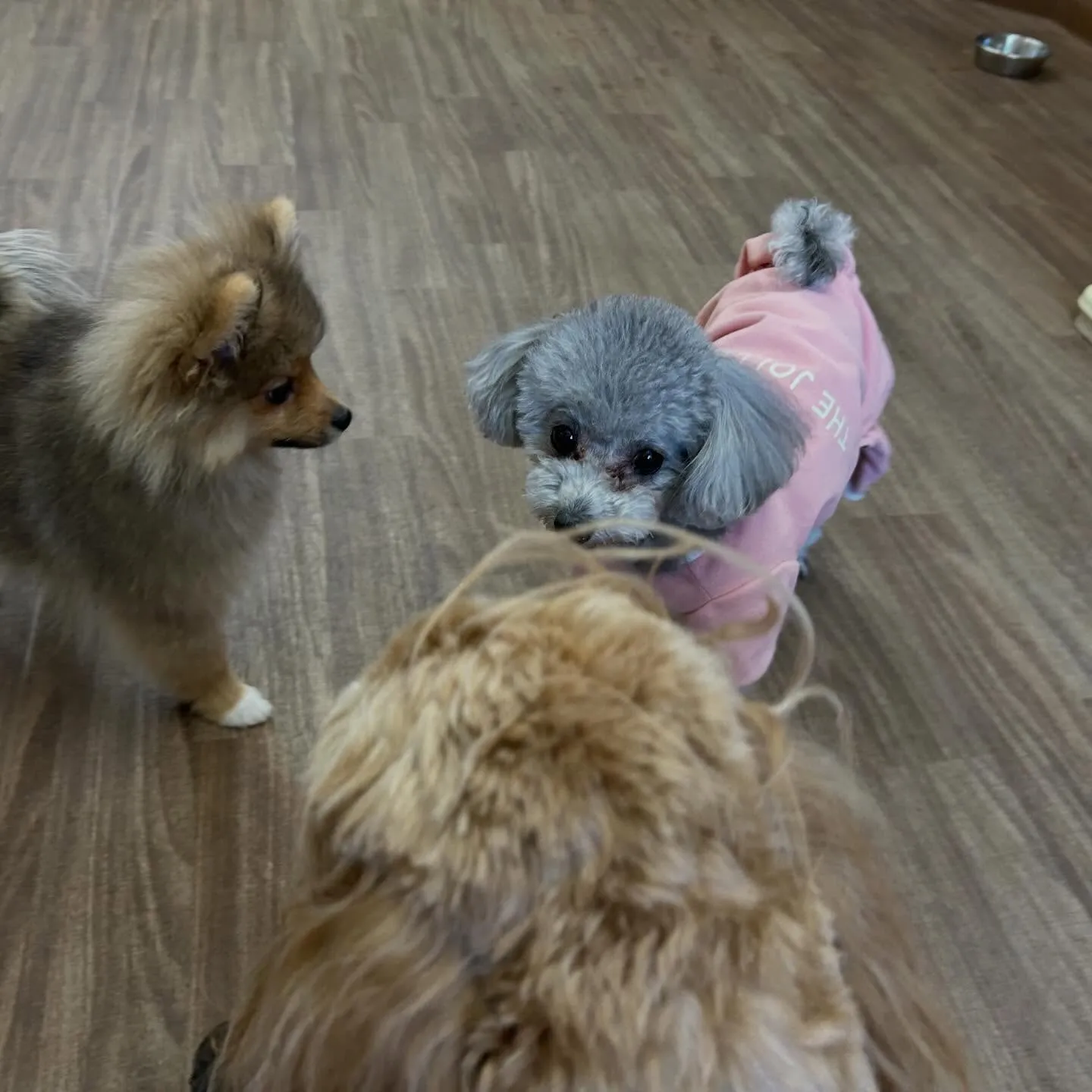 入会してくれたニコちゃんです🎶