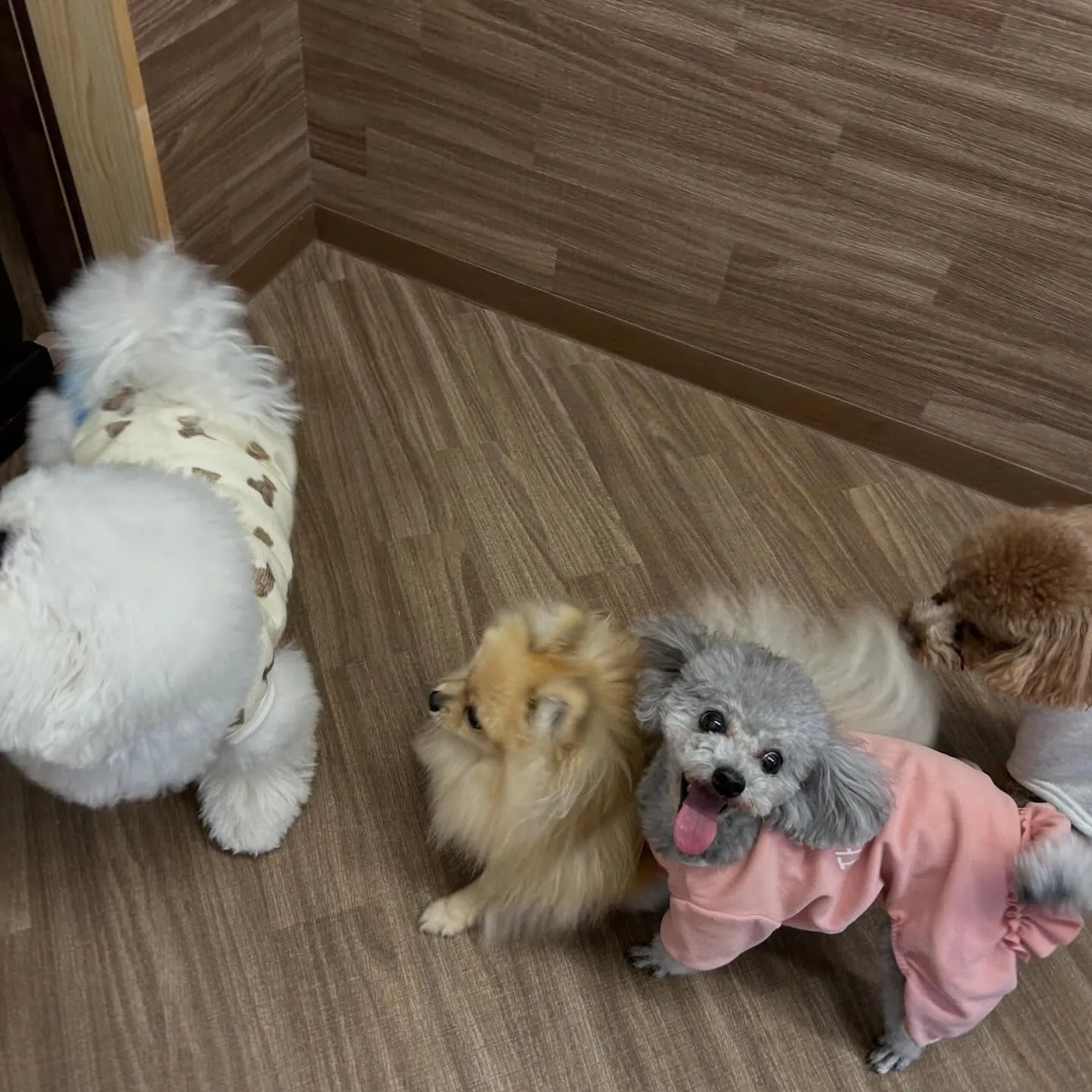 入会してくれたニコちゃんです🎶