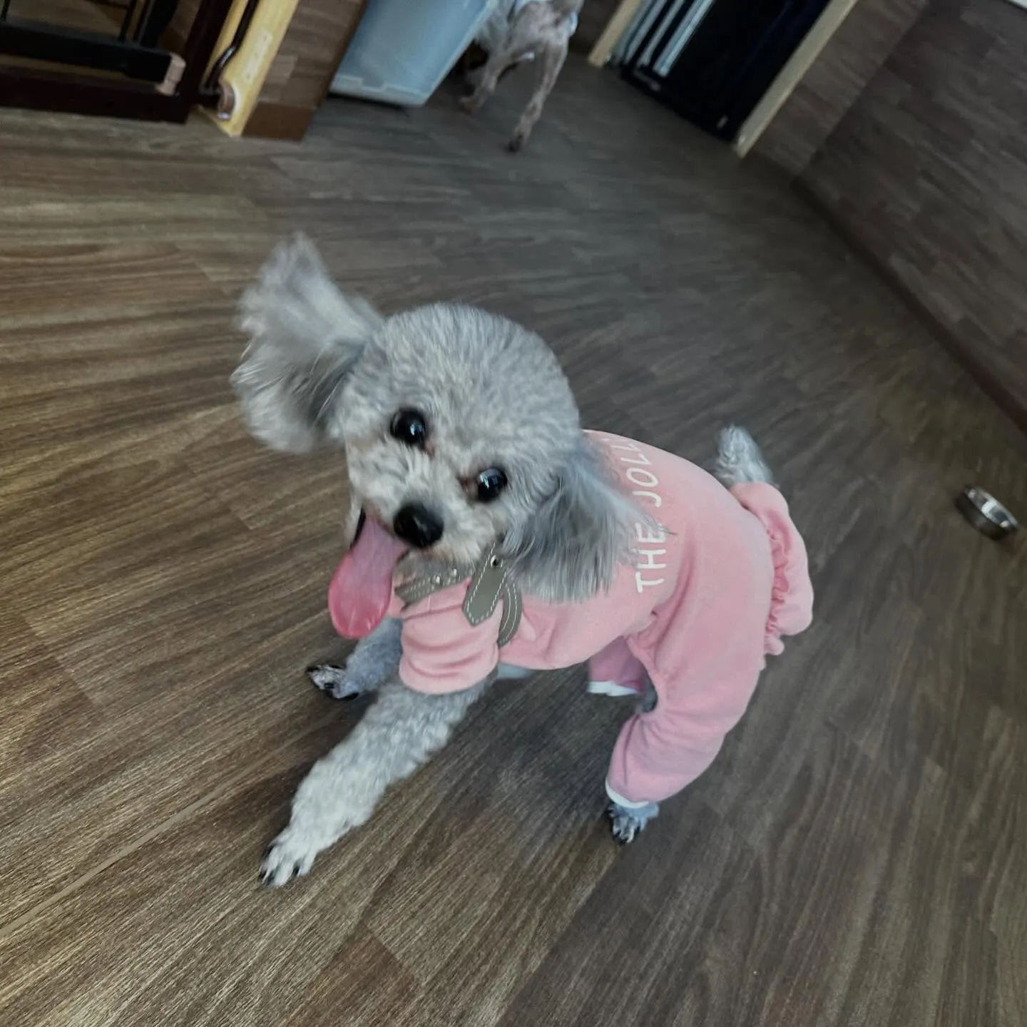 入会してくれたニコちゃんです🎶