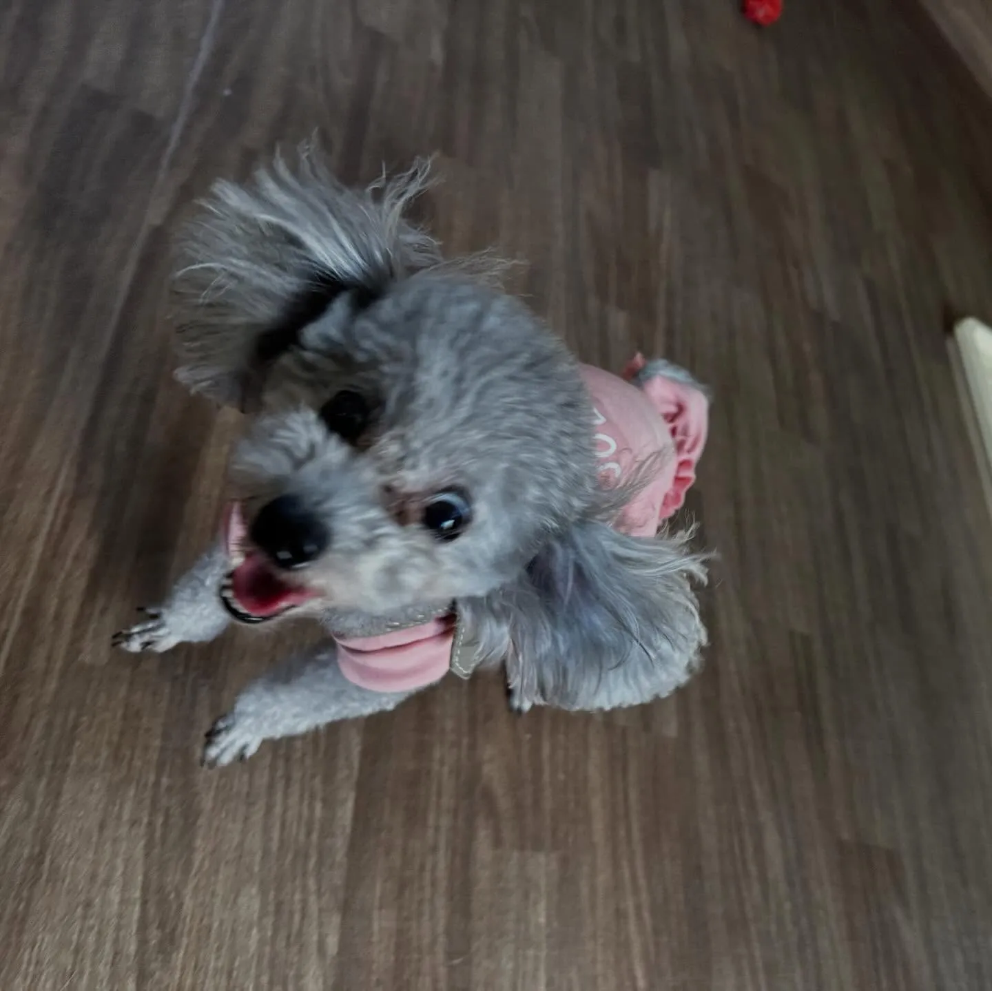 入会してくれたニコちゃんです🎶