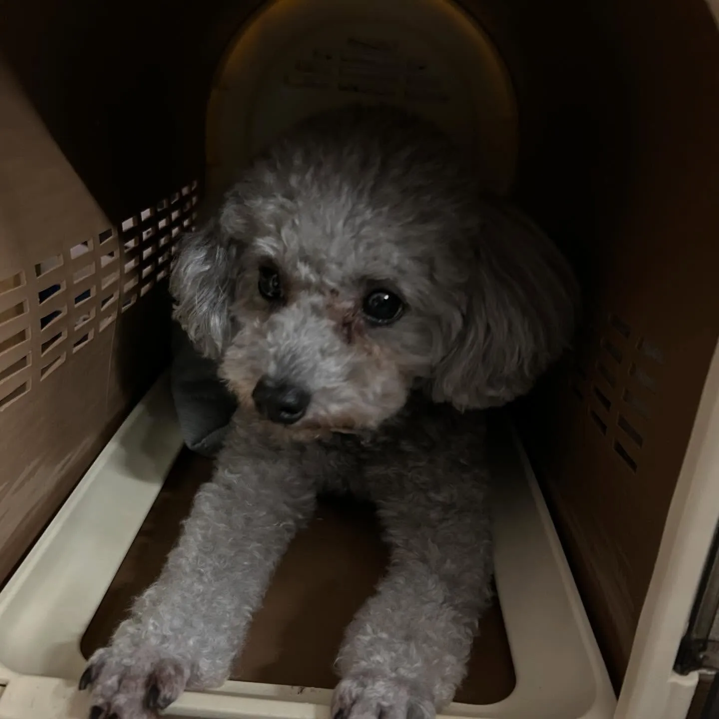 入会してくれたニコちゃんです🎶