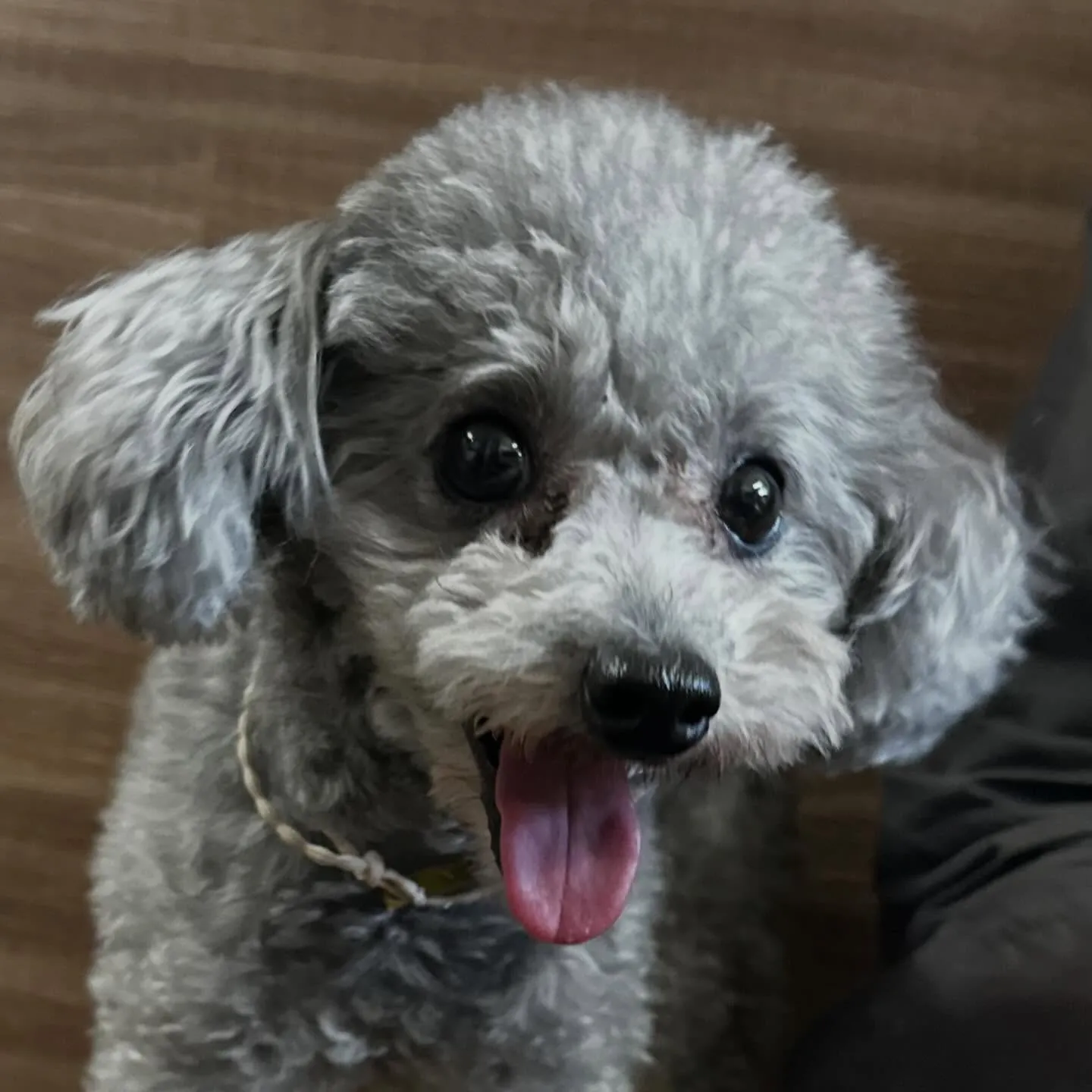 入会してくれたニコちゃんです🎶