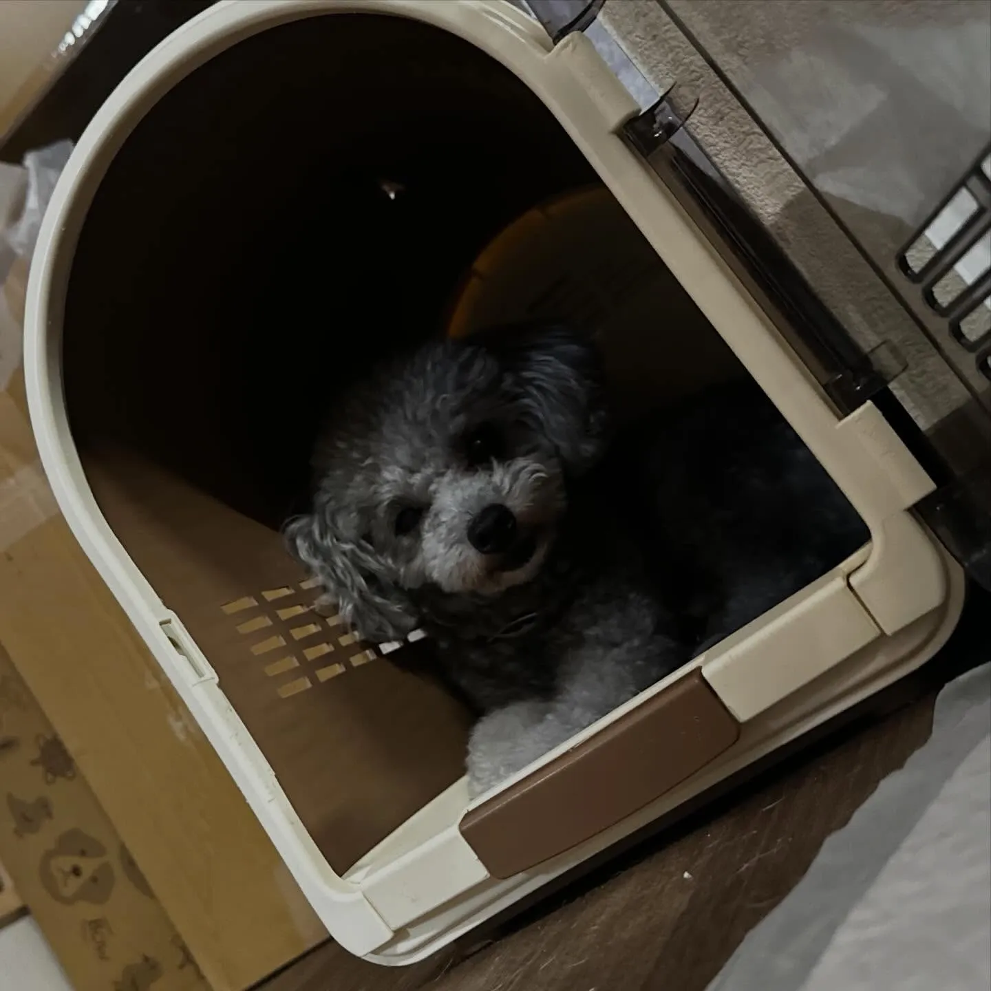 入会してくれたニコちゃんです🎶