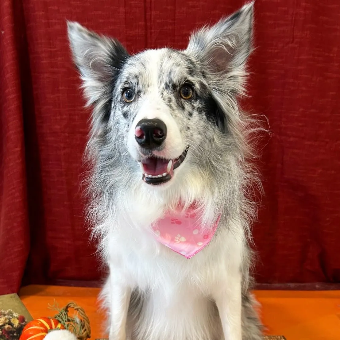 トリミングのセットメニューをご利用頂いたわんこたち🎶