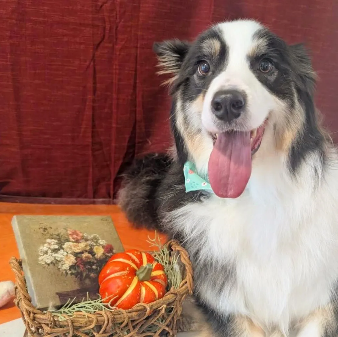 トリミングのセットメニューをご利用頂いたわんこたち🎶