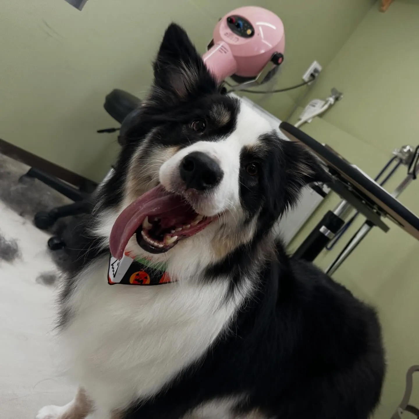 トリミングのセットメニューをご利用頂いたわんこたち🎶