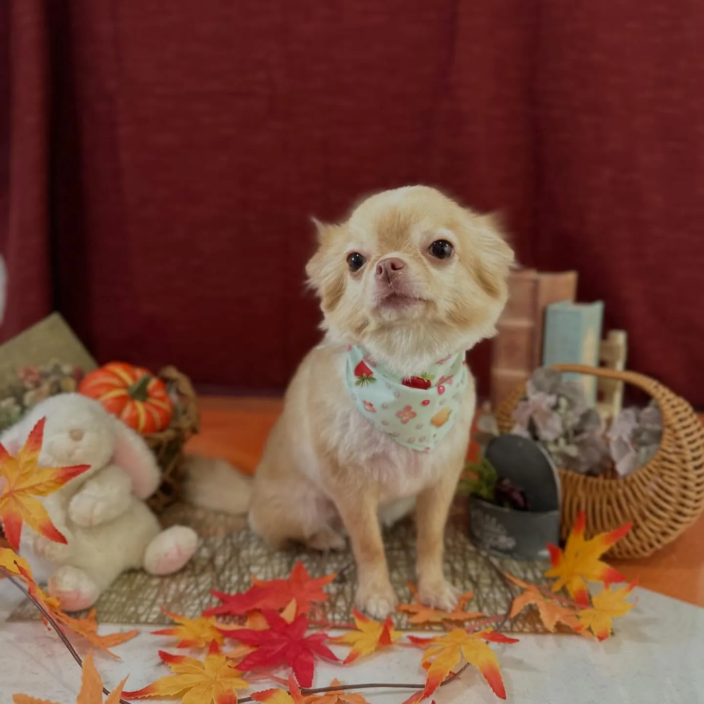 トリミングのセットメニューをご利用頂いたわんこたち🎶