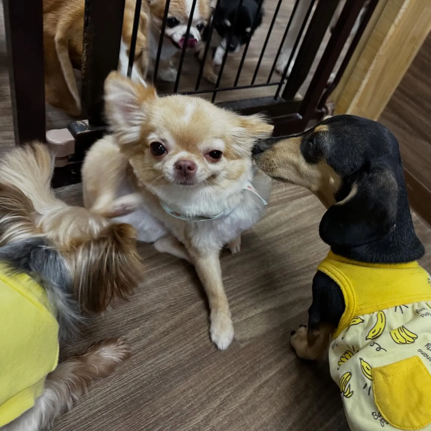 トリミングのセットメニューをご利用頂いたわんこたち🎶