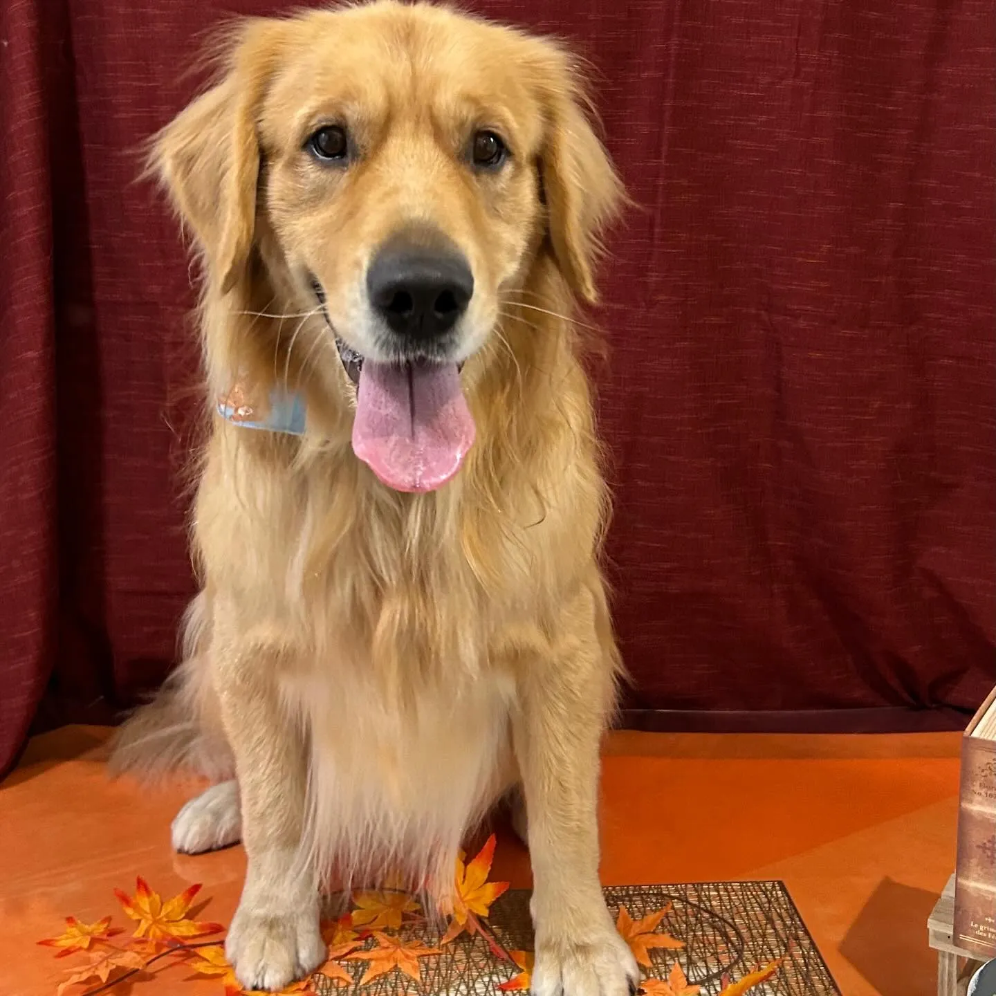 トリミングのセットメニューをご利用頂いたわんこたち🎶