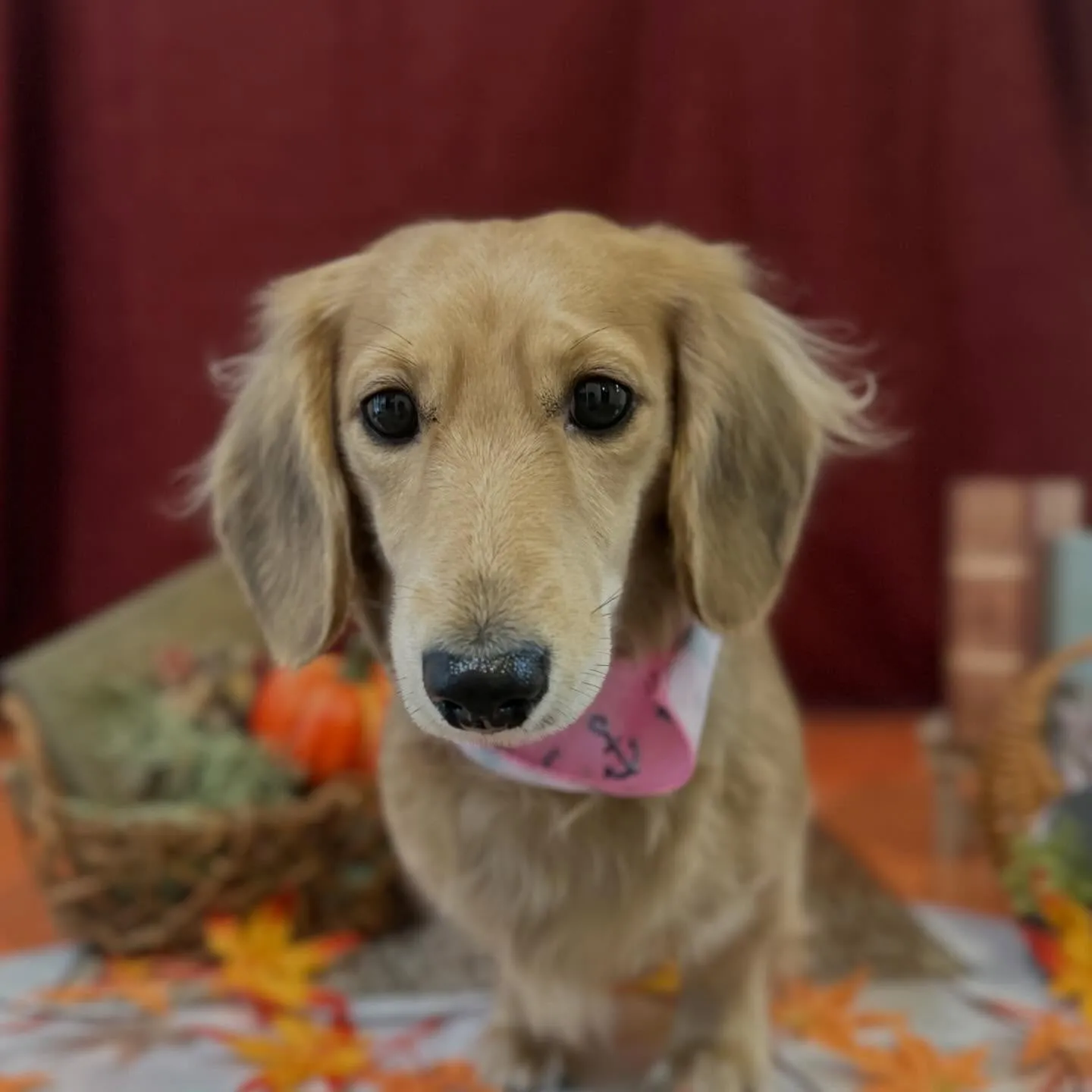 トリミングのセットメニューをご利用頂いたわんこたち🎶