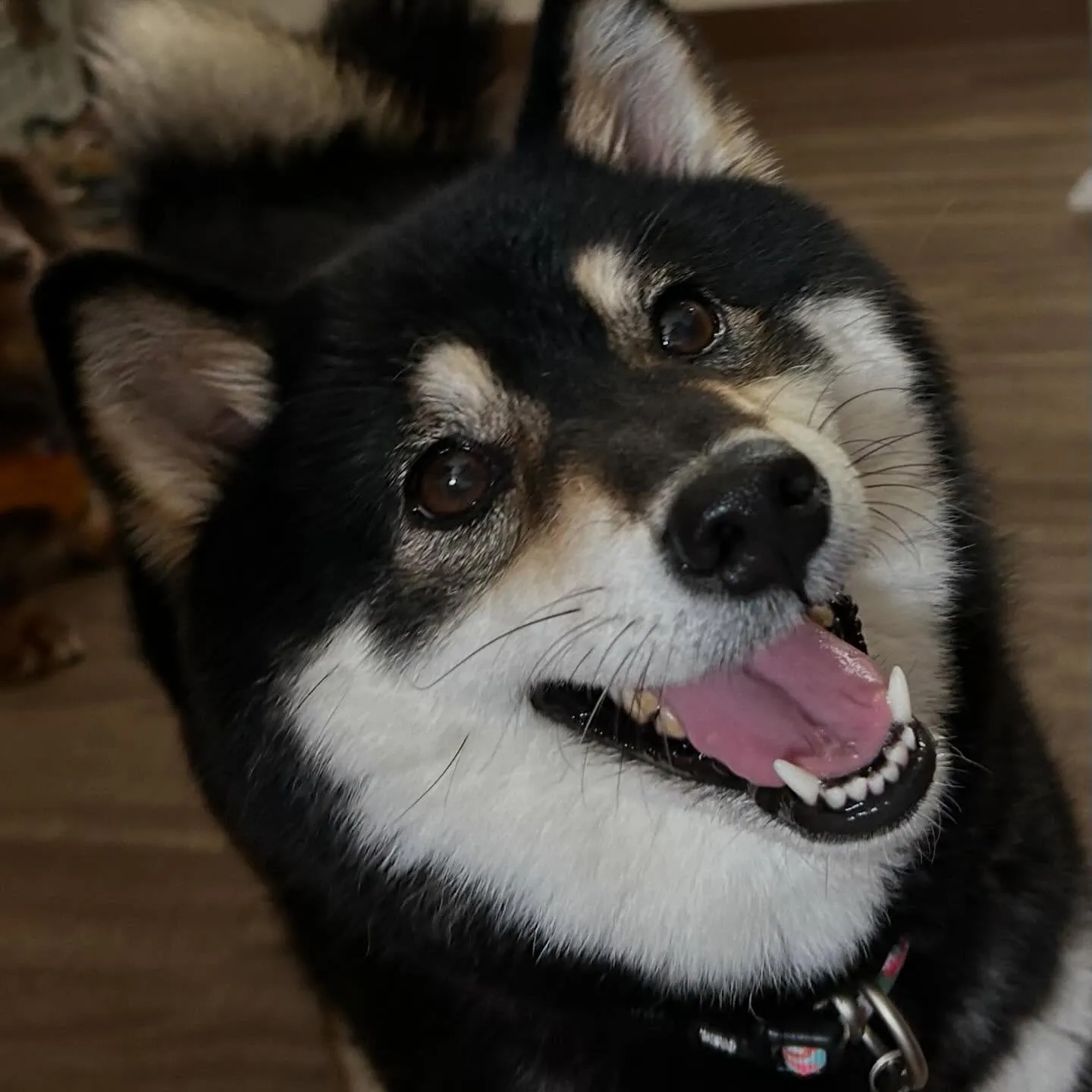 入会してくれたみかんちゃんです🍊