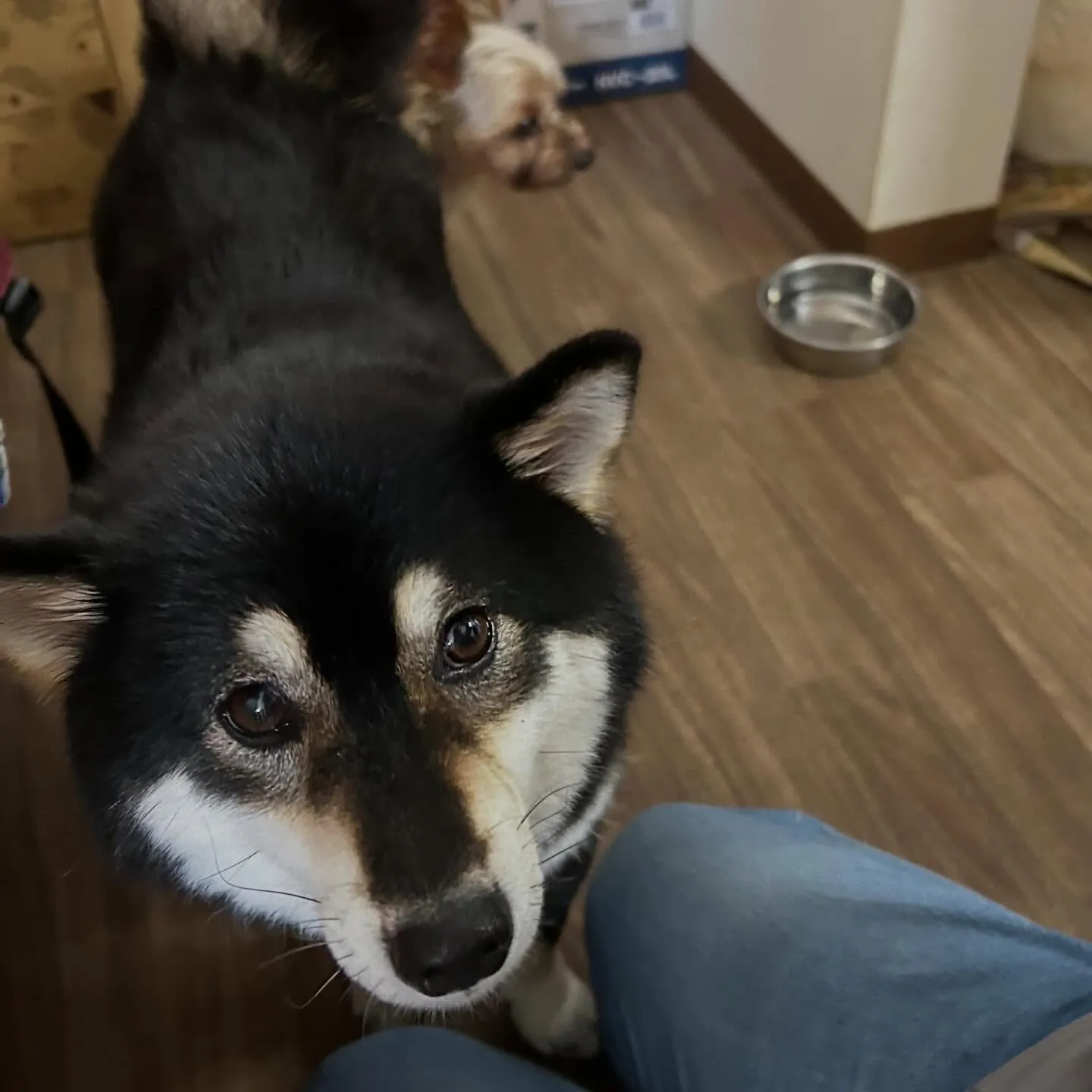 入会してくれたみかんちゃんです🍊