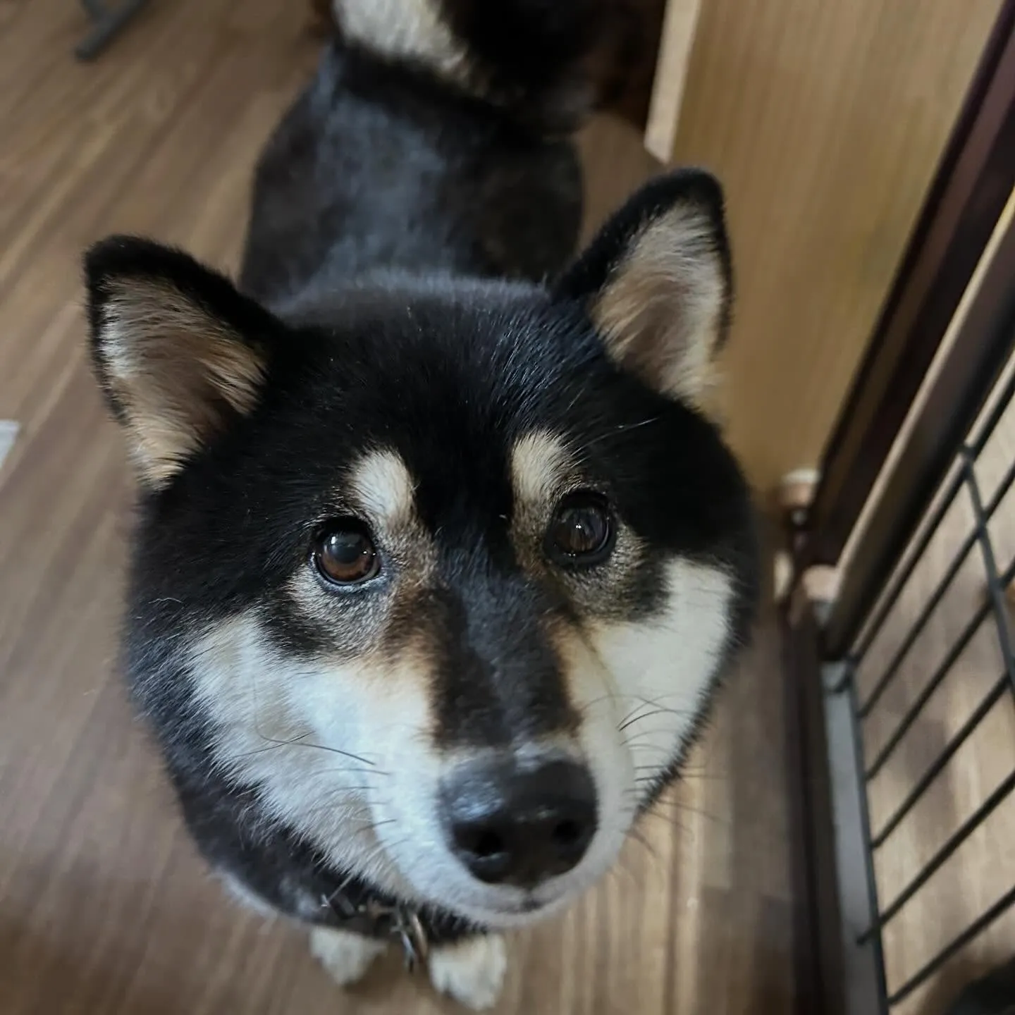 入会してくれたみかんちゃんです🍊