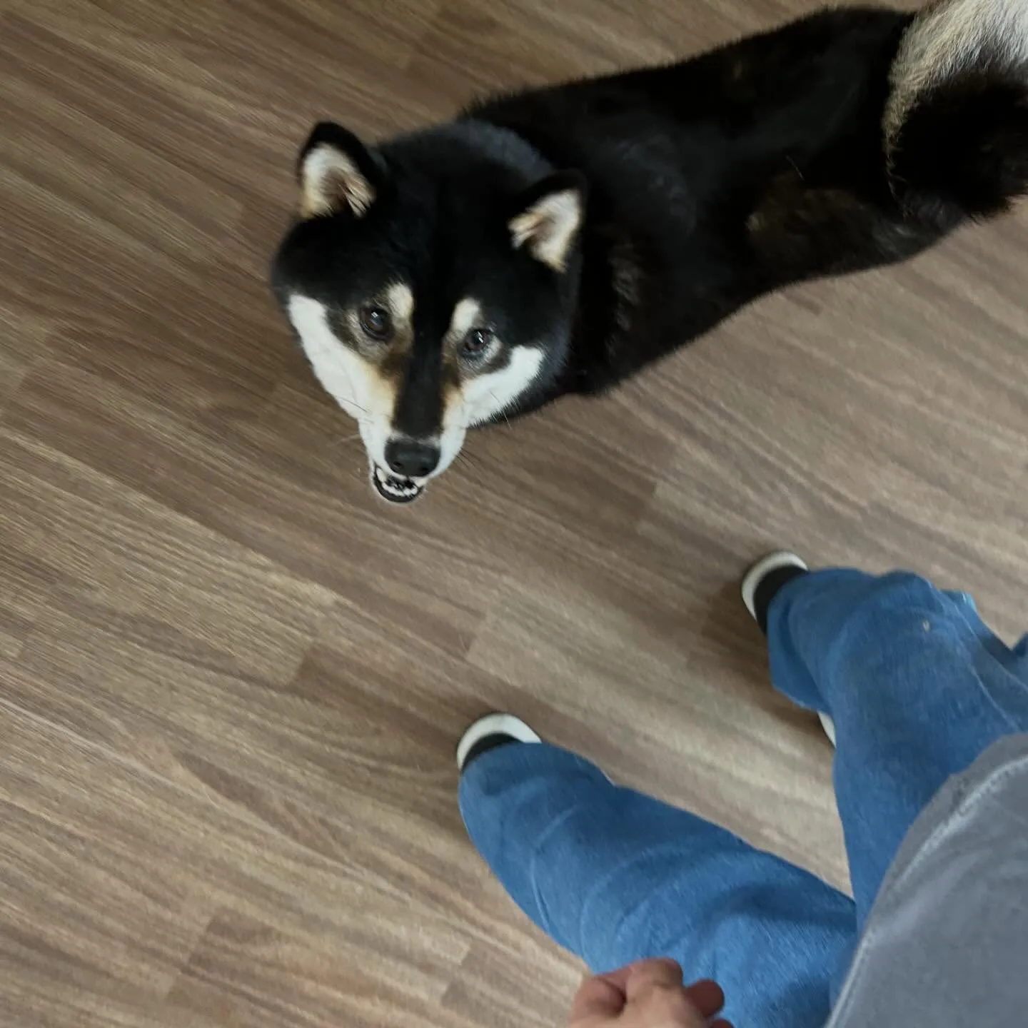 入会してくれたみかんちゃんです🍊