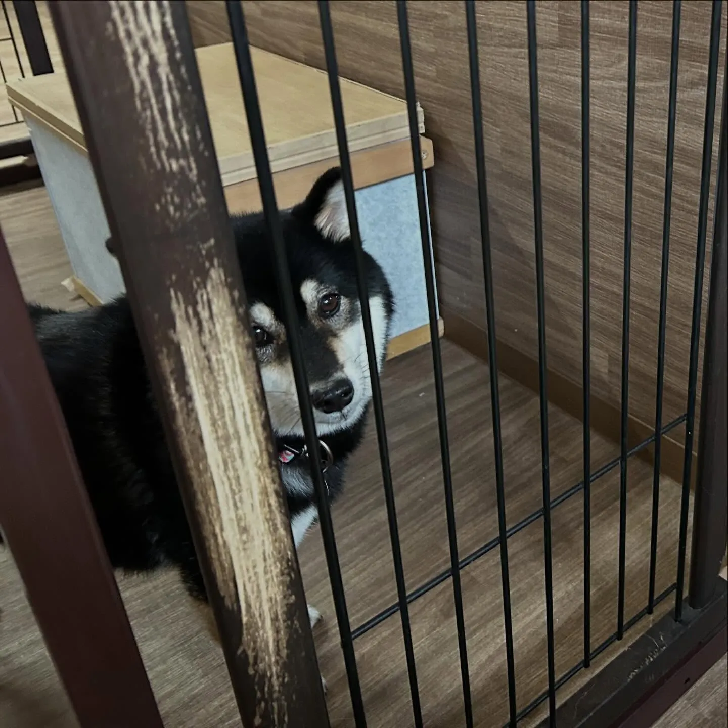 入会してくれたみかんちゃんです🍊