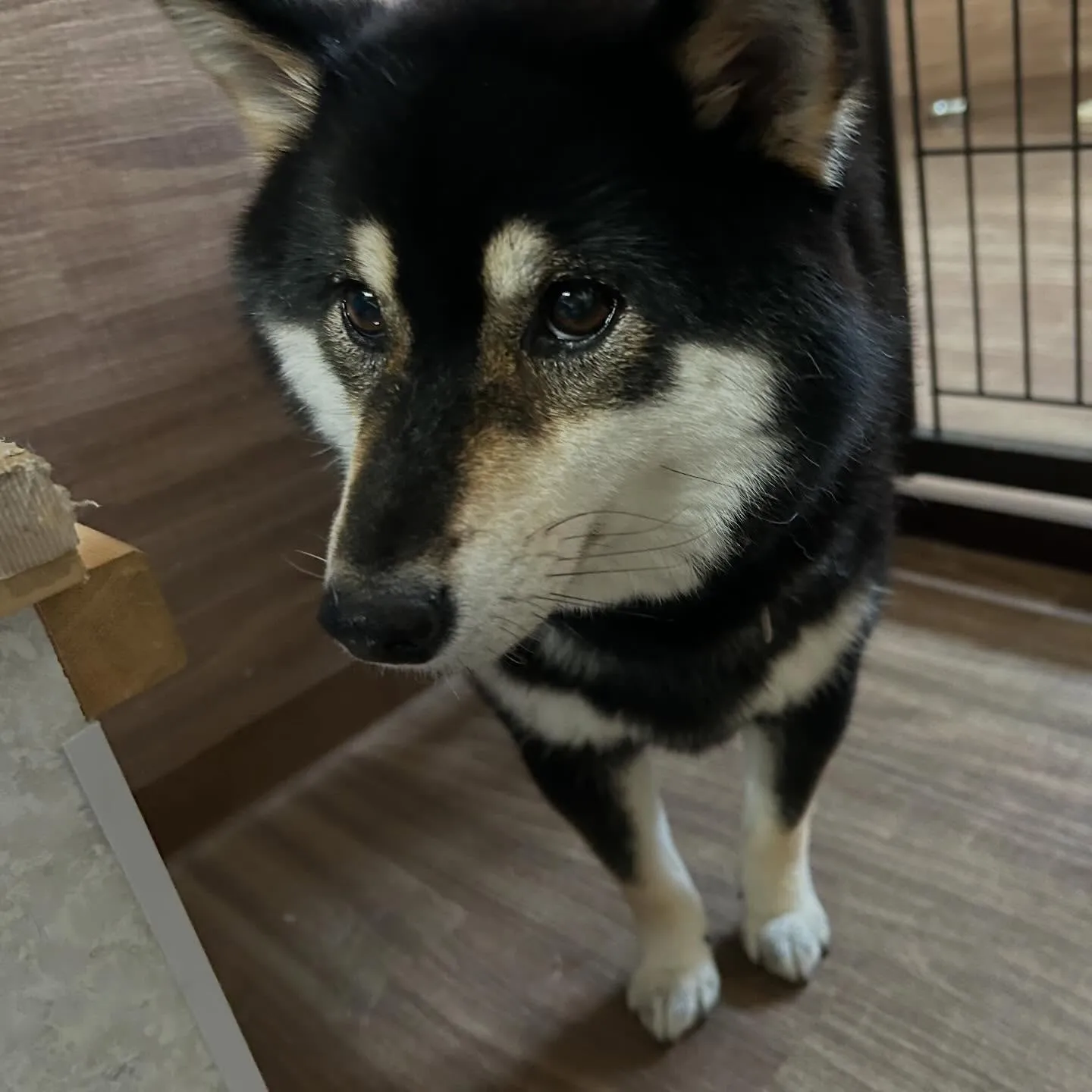 入会してくれたみかんちゃんです🍊