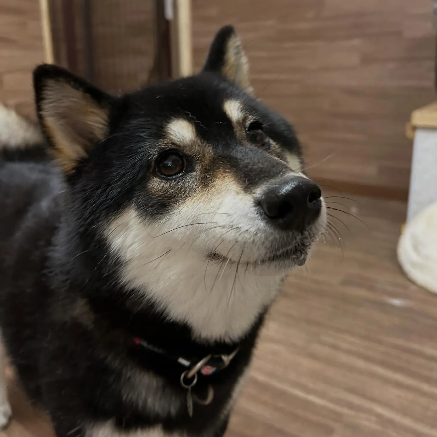 入会してくれたみかんちゃんです🍊