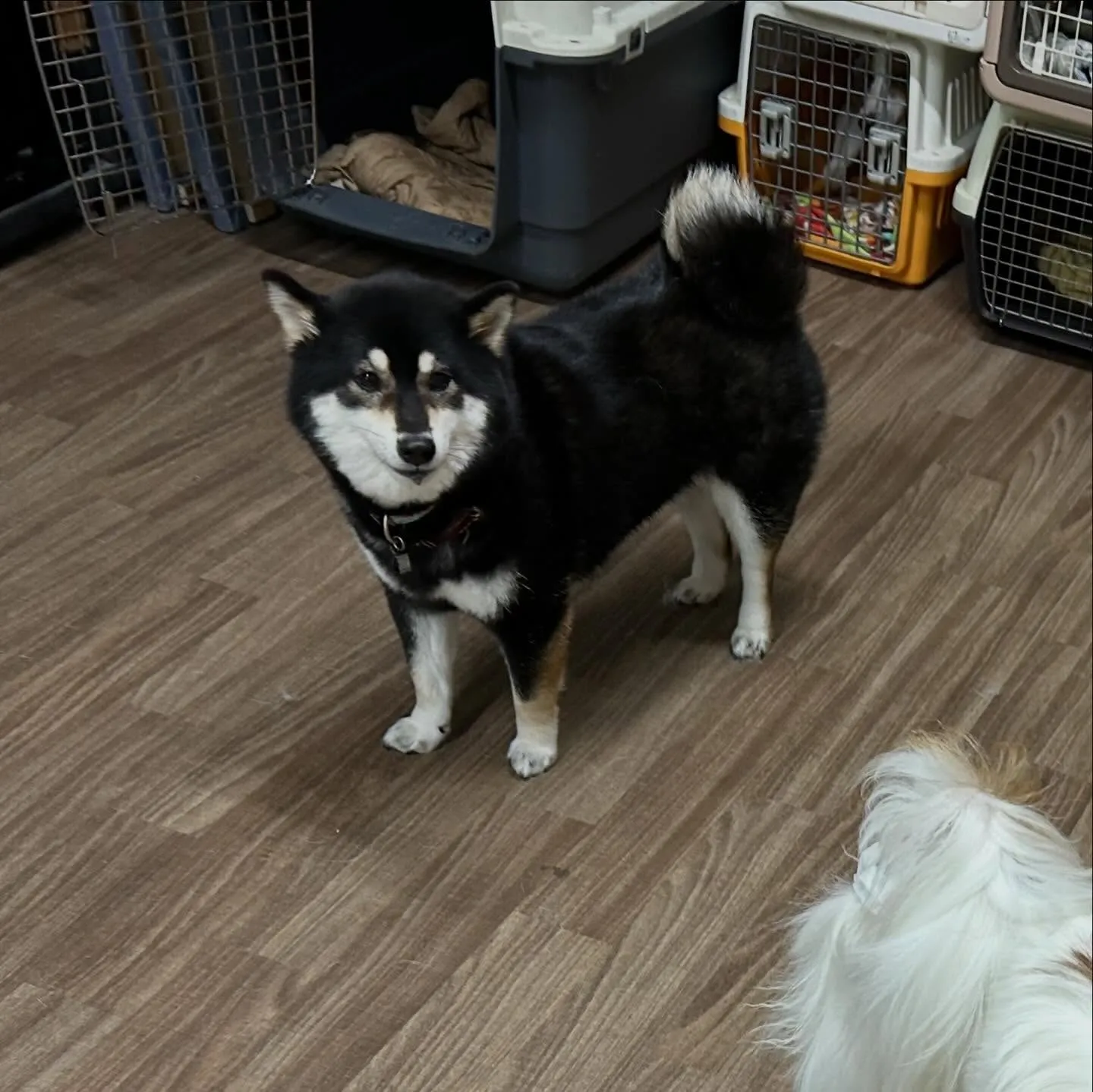 入会してくれたみかんちゃんです🍊