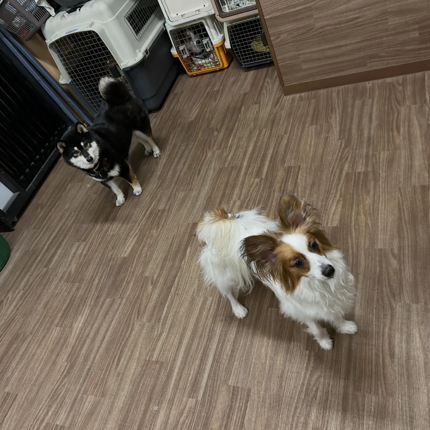 入会してくれたみかんちゃんです🍊