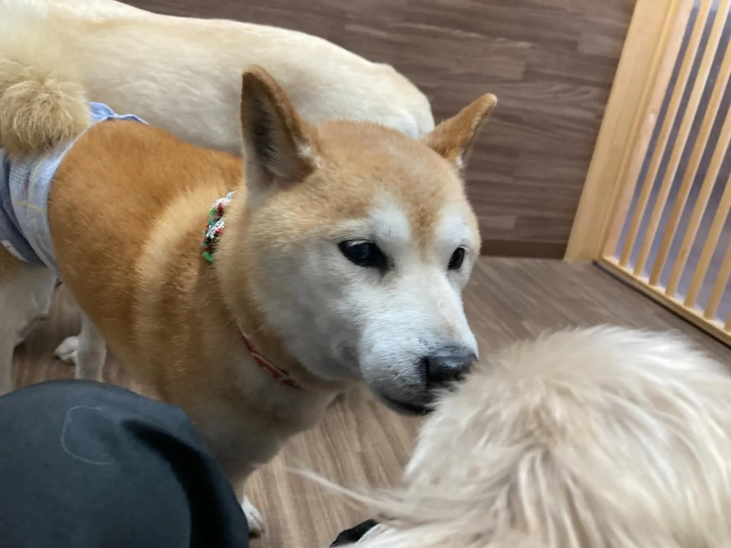 【年納めイベント予約受付開始のお知らせ】