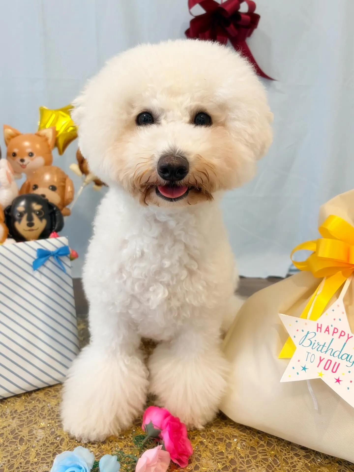 今日はぽんずくんのお誕生日です🎊👏