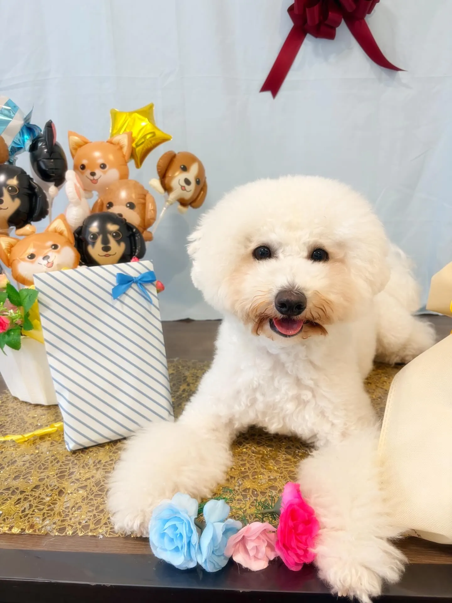 今日はぽんずくんのお誕生日です🎊👏