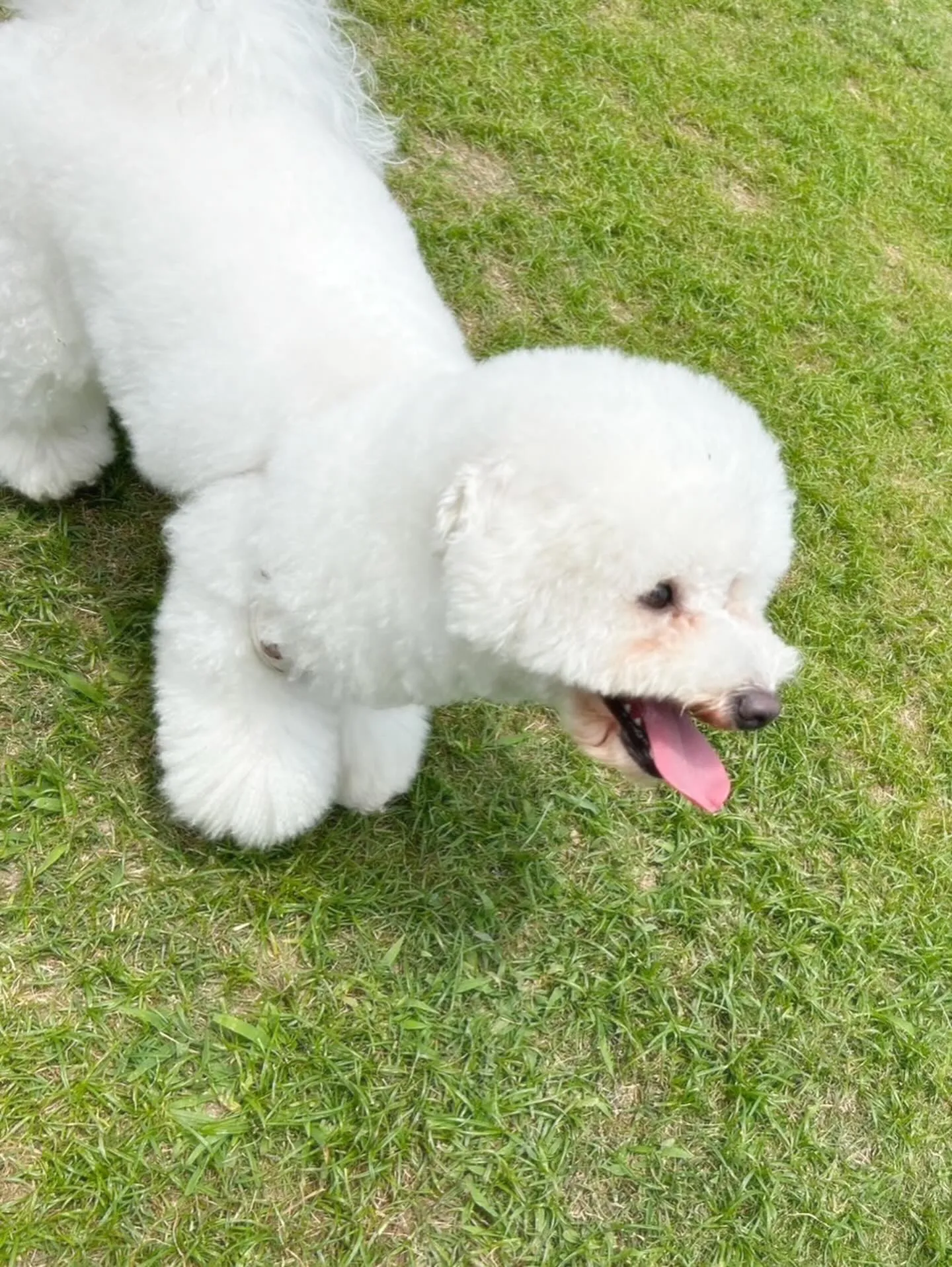 今日はぽんずくんのお誕生日です🎊👏