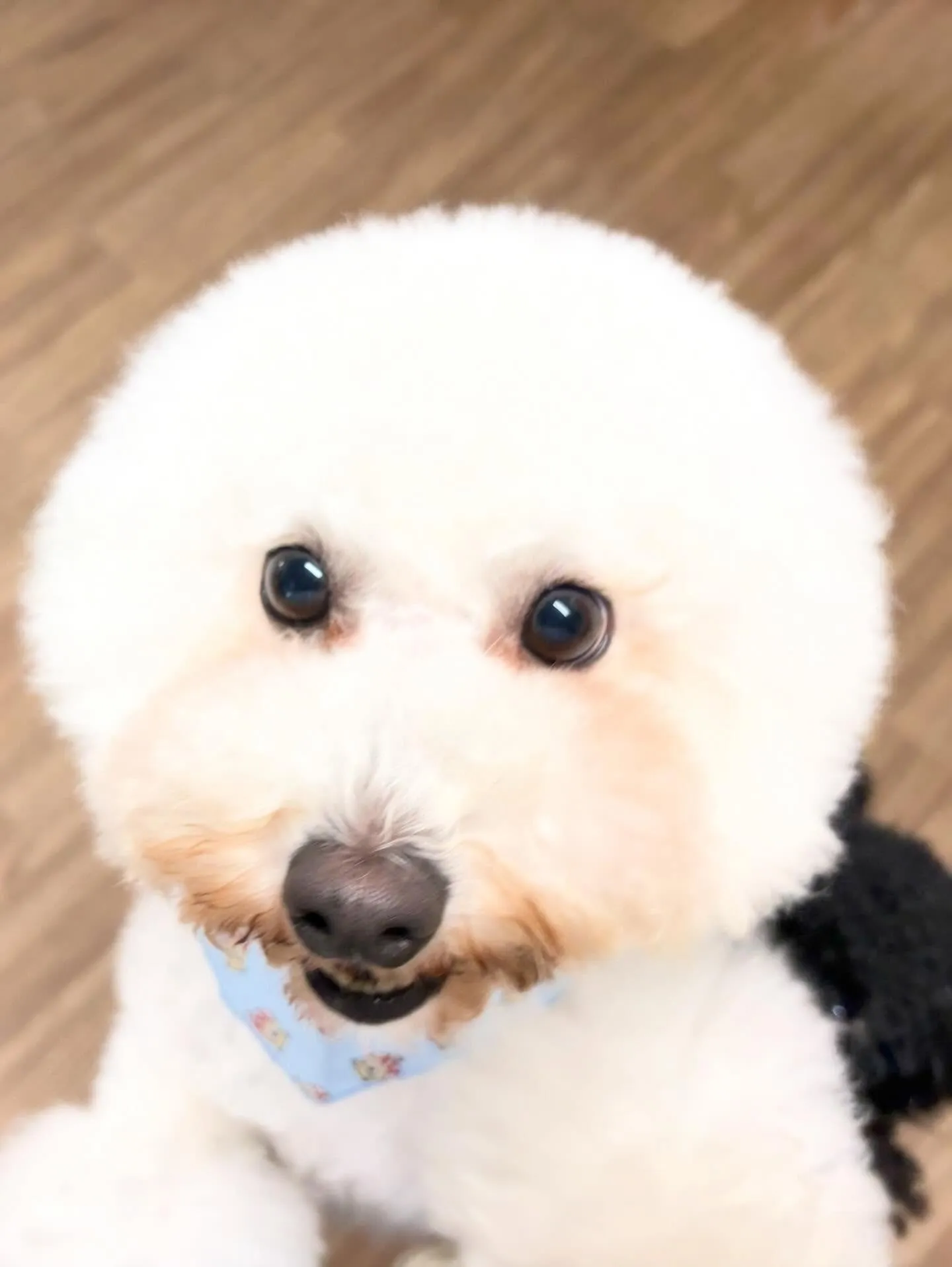 今日はぽんずくんのお誕生日です🎊👏