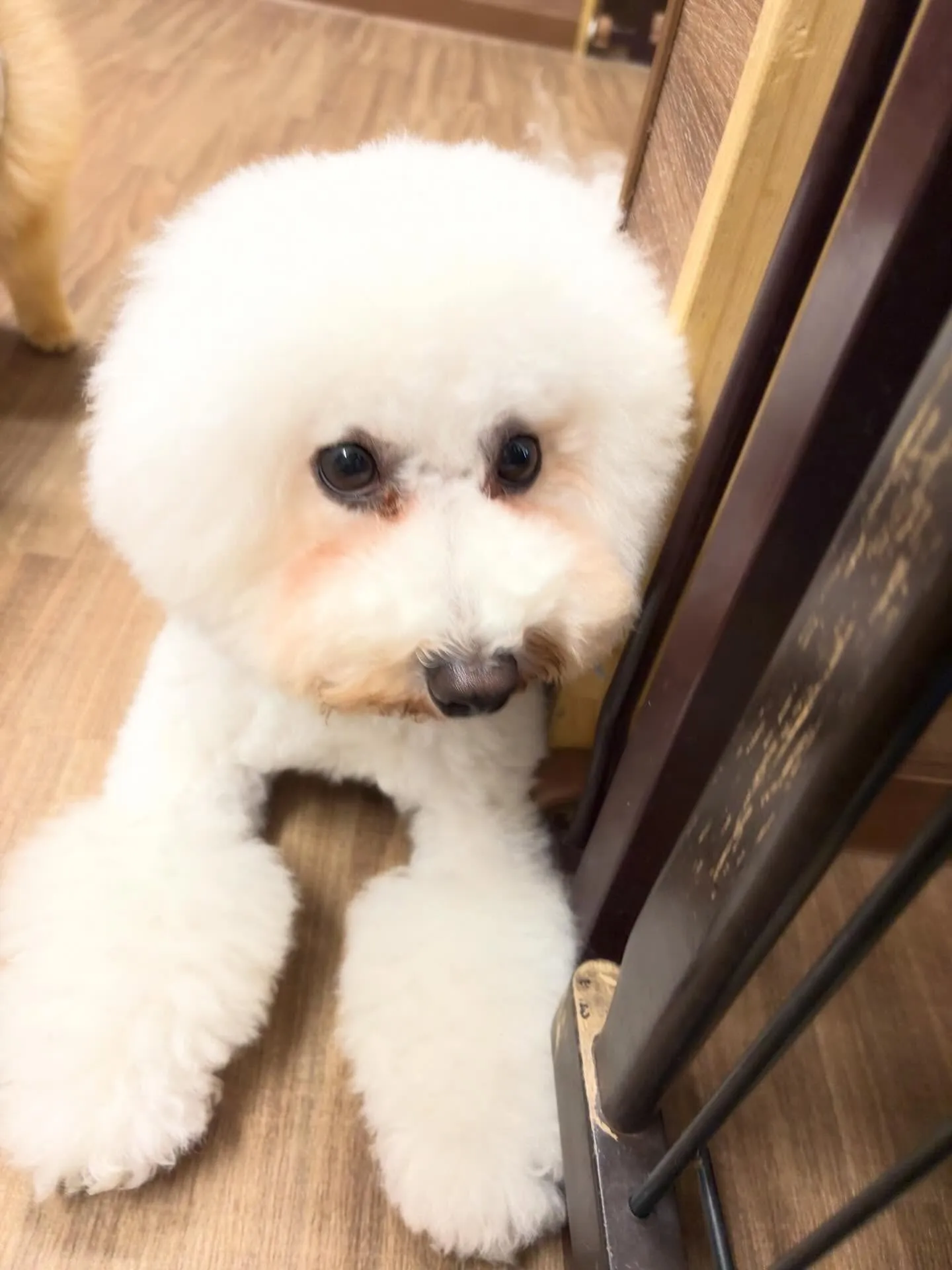 今日はぽんずくんのお誕生日です🎊👏