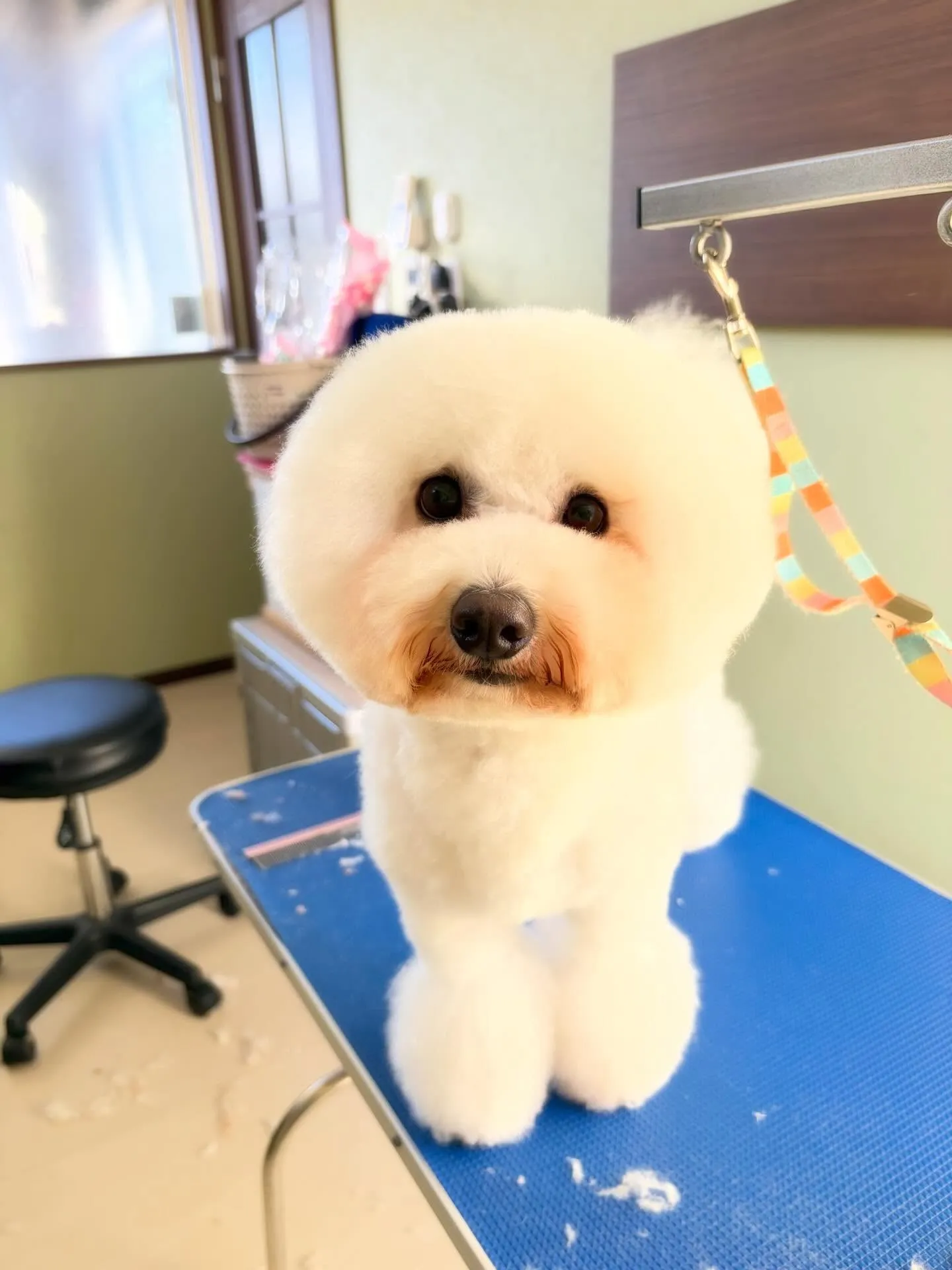 今日はぽんずくんのお誕生日です🎊👏