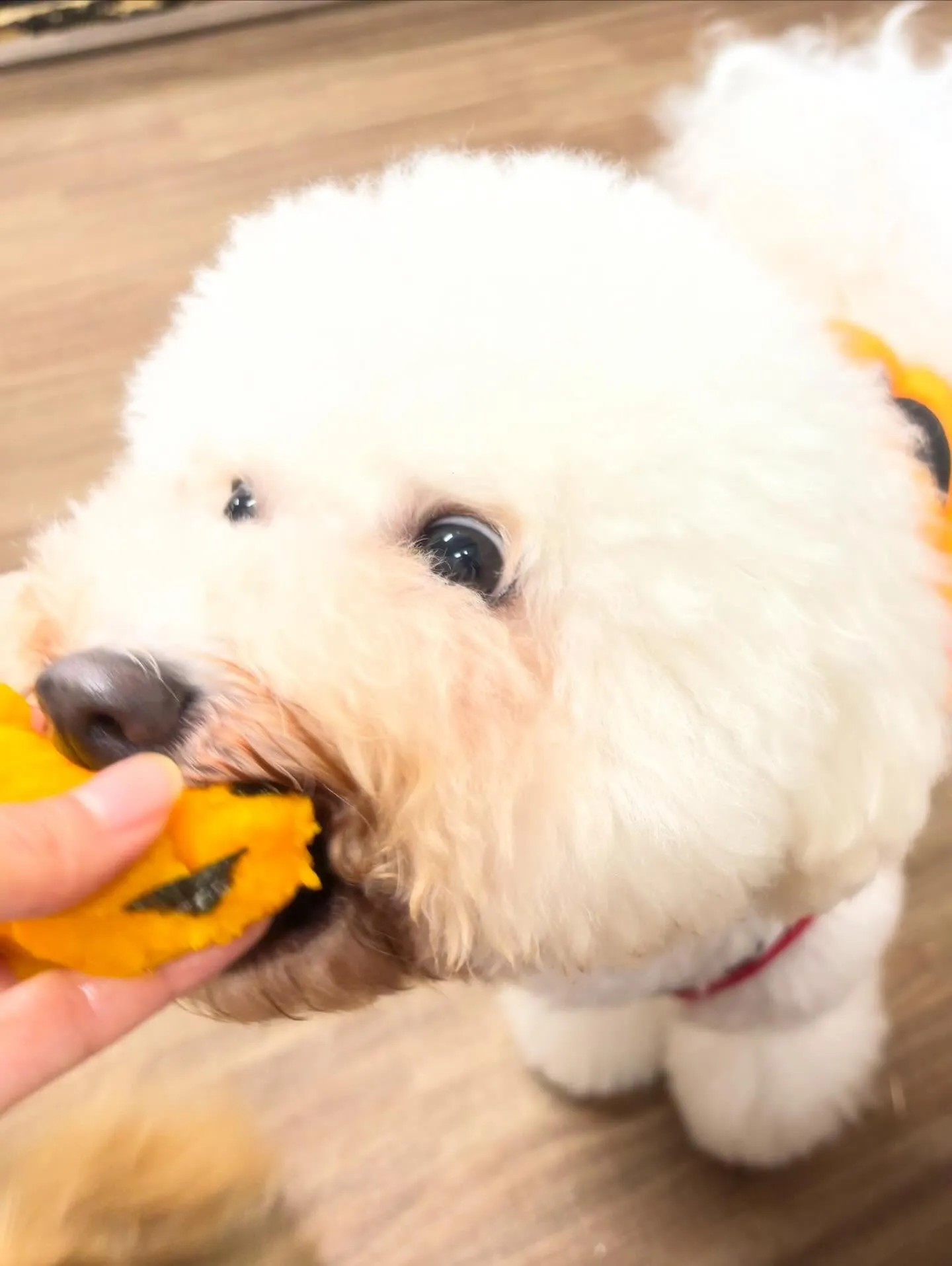 今日はぽんずくんのお誕生日です🎊👏