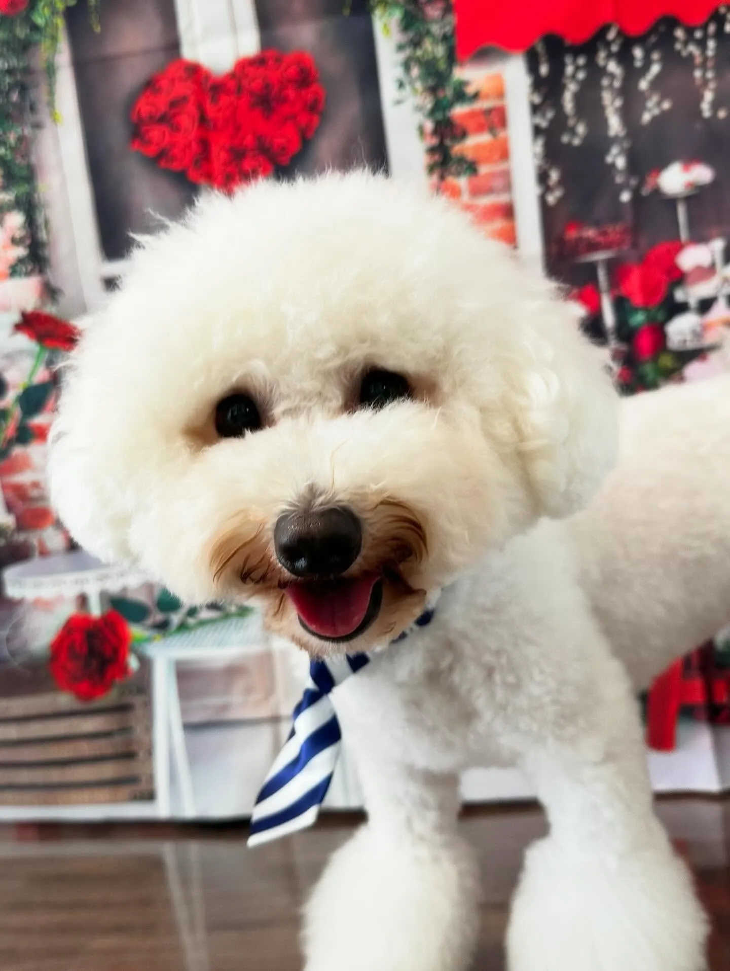 今日はぽんずくんのお誕生日です🎊👏