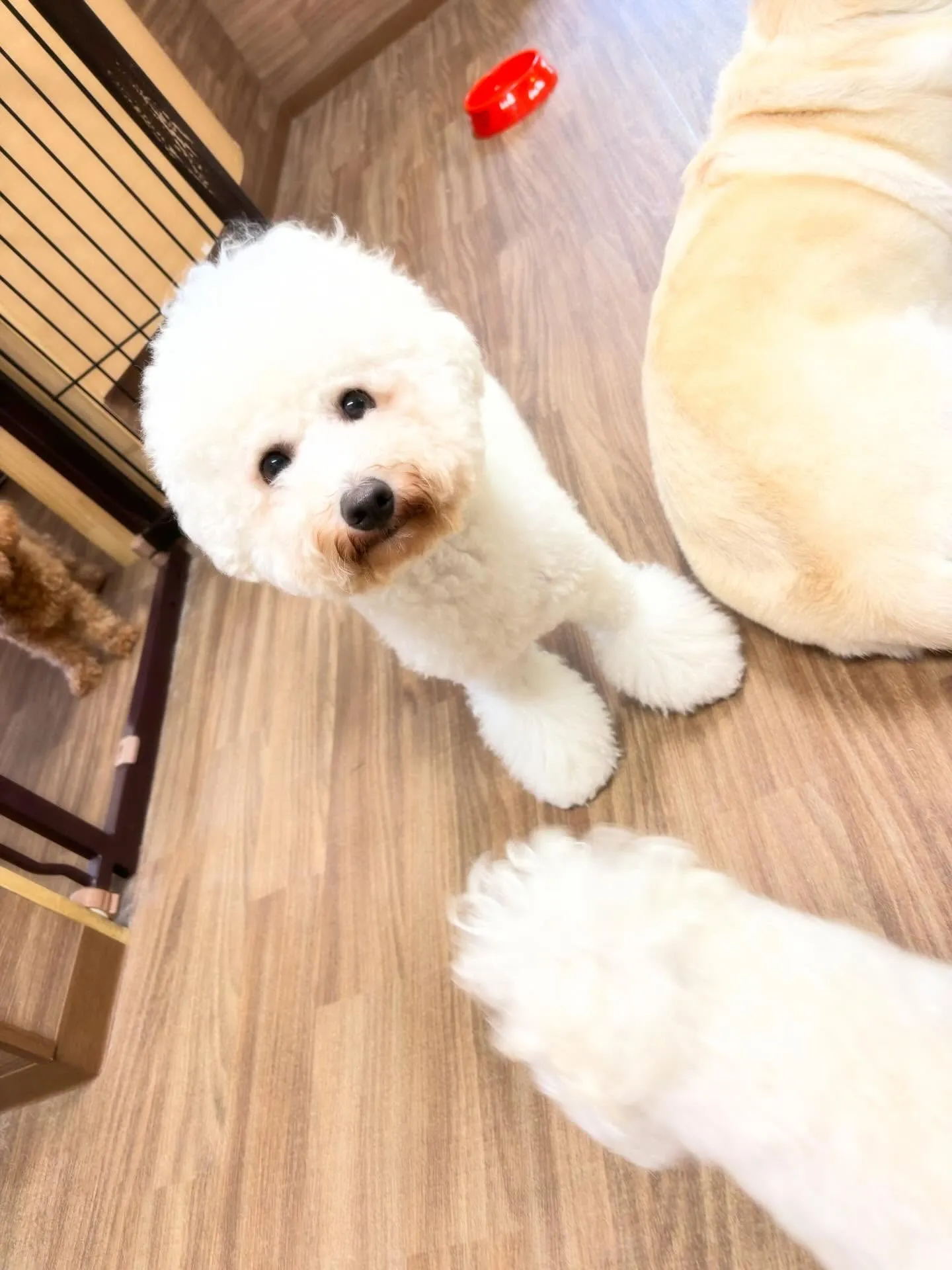 今日はぽんずくんのお誕生日です🎊👏