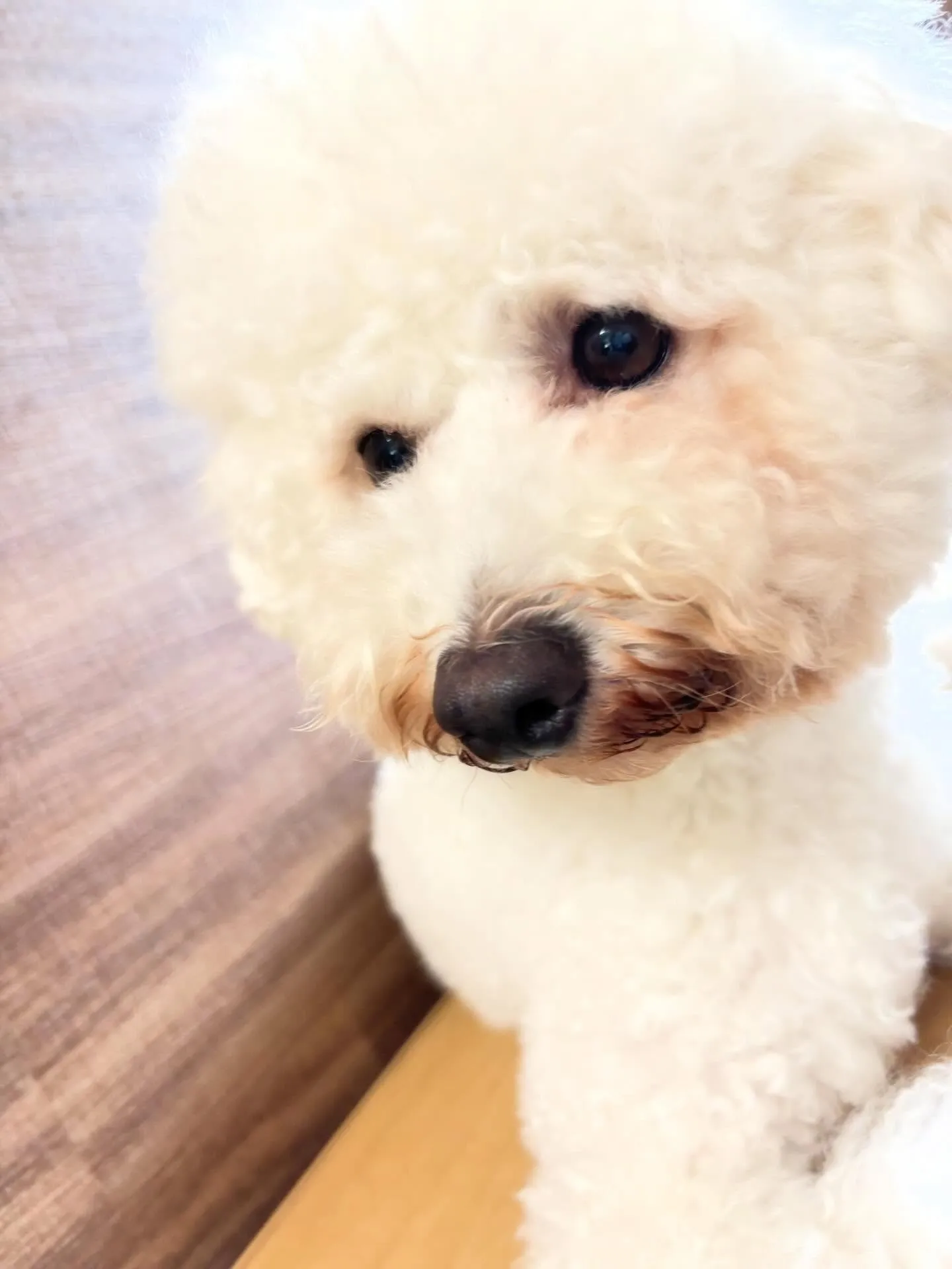 今日はぽんずくんのお誕生日です🎊👏