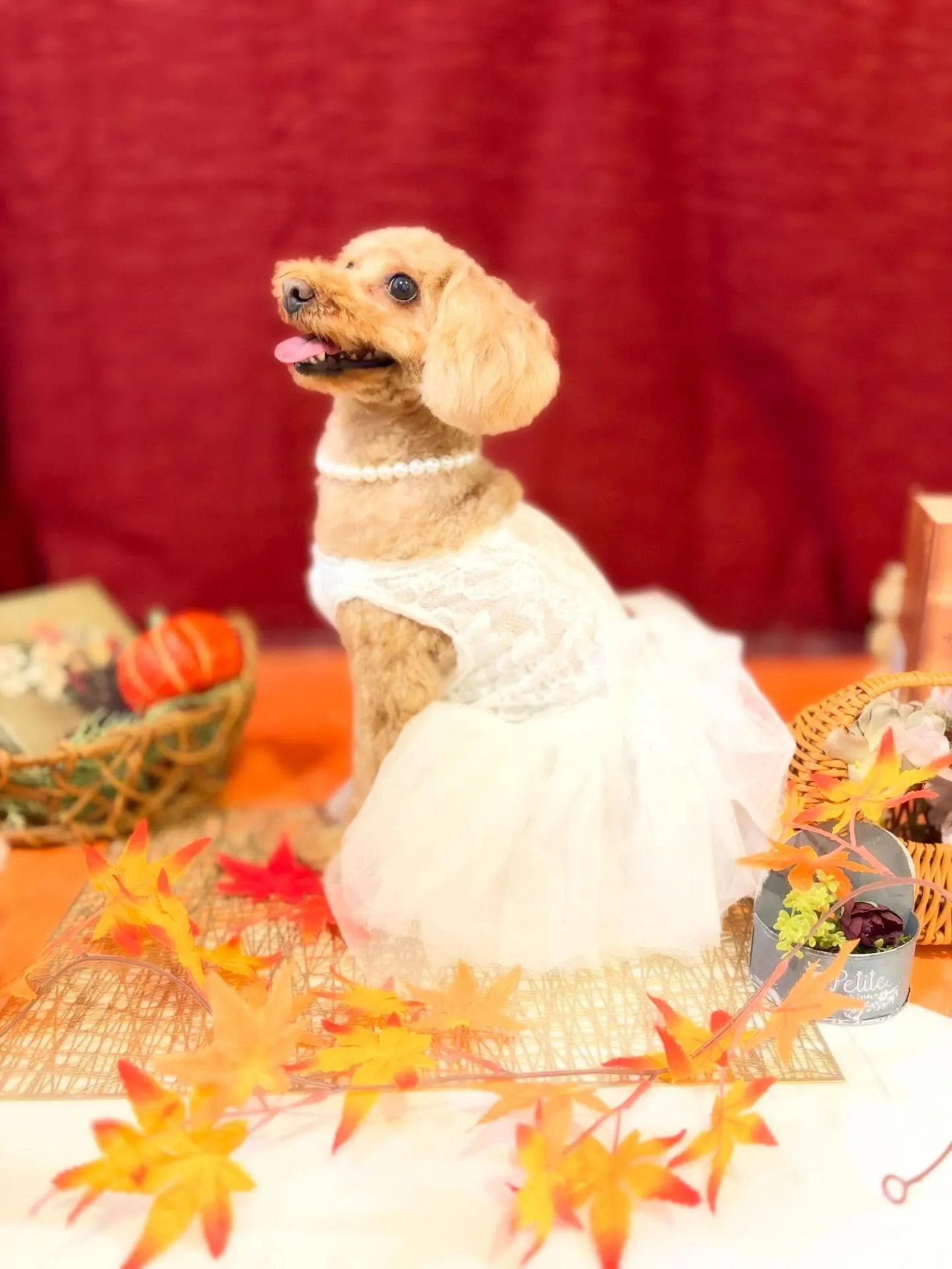 先月アップしきれなかったお手入れわんこさんです🎶