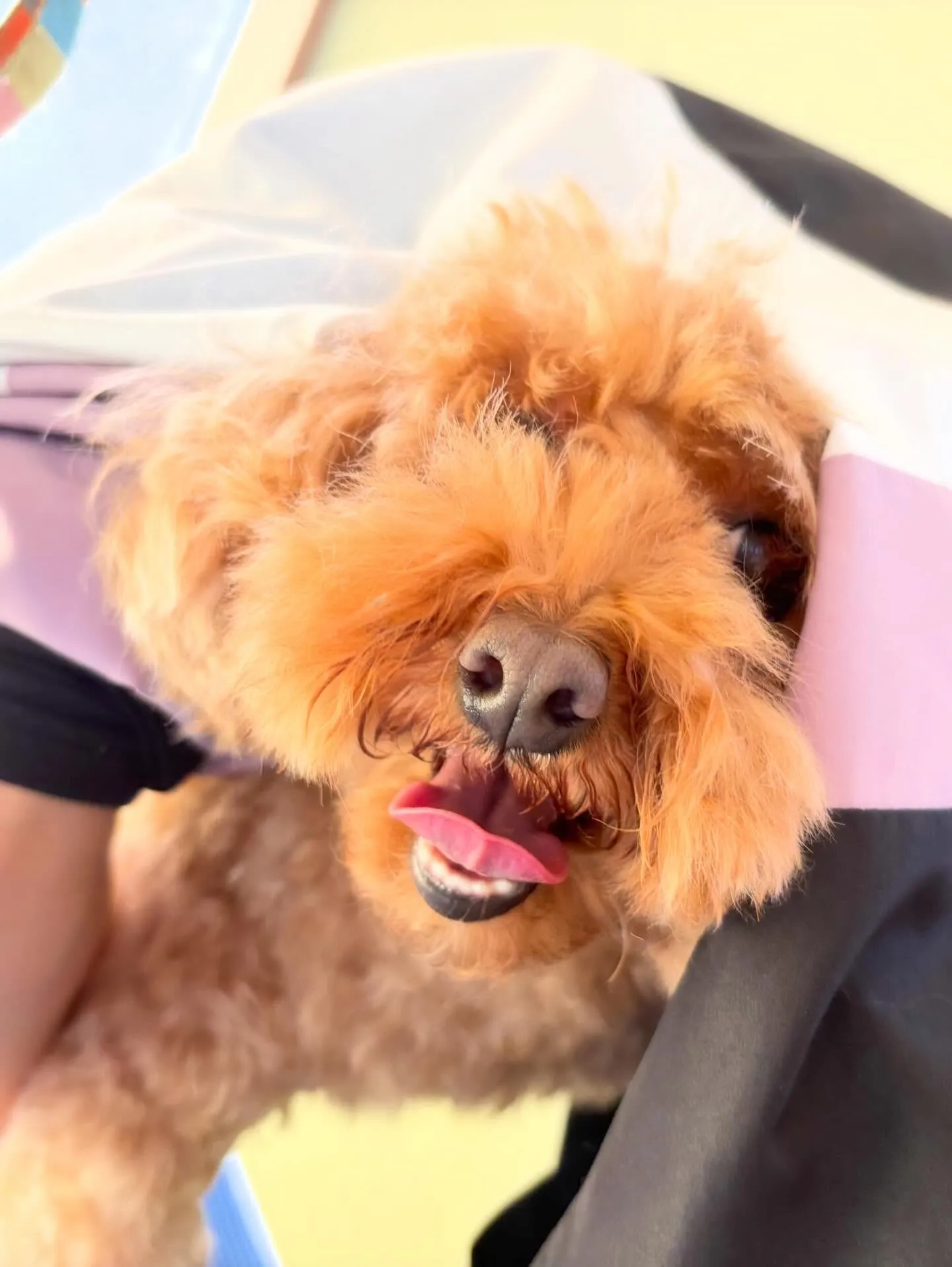 先月アップしきれなかったお手入れわんこさんです🎶