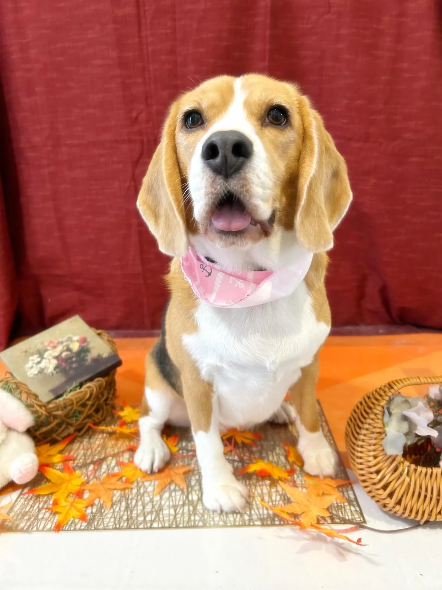 先月アップしきれなかったお手入れわんこさんです🎶