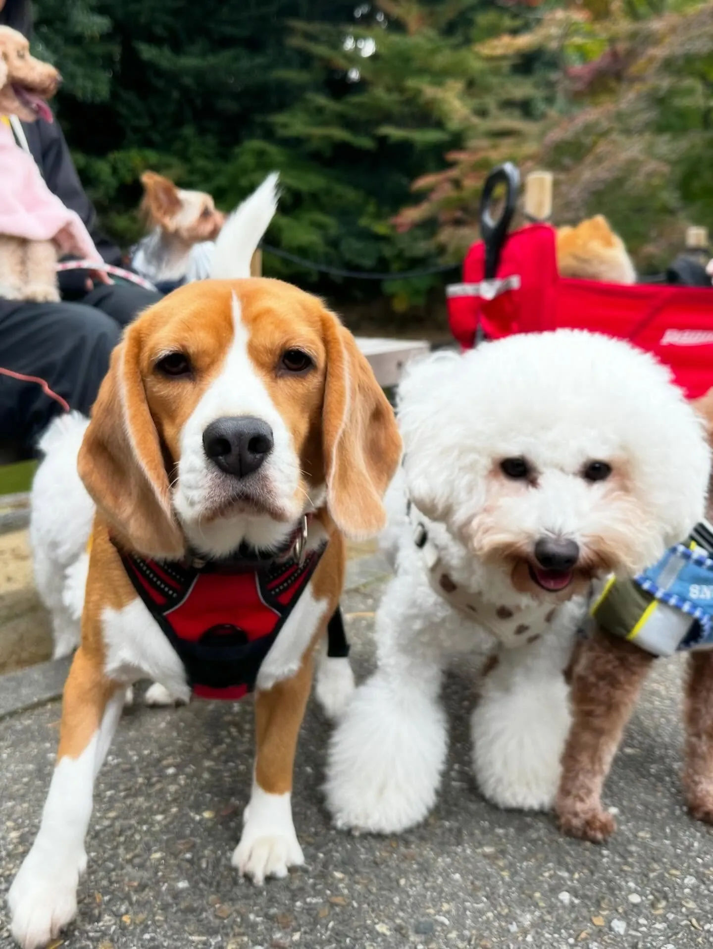 先月アップしきれなかったお手入れわんこさんです🎶