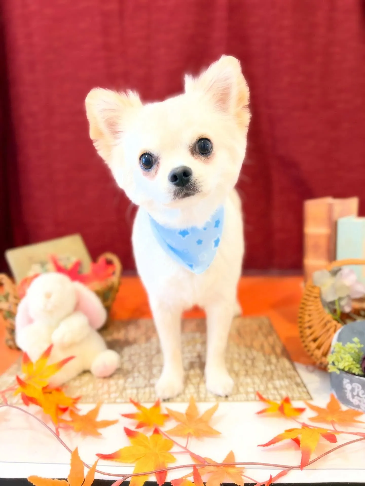 先月アップしきれなかったお手入れわんこさんです🎶