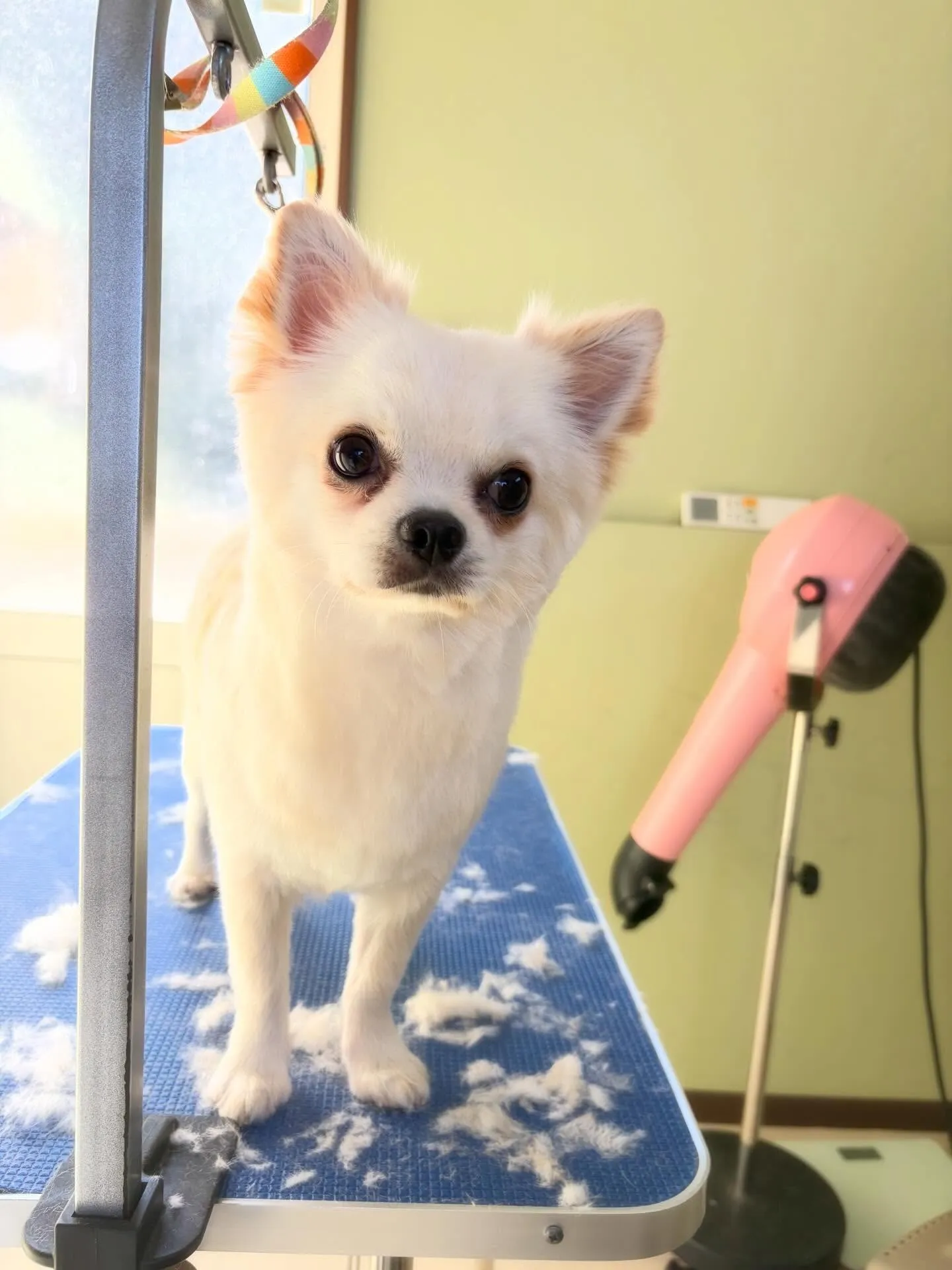 先月アップしきれなかったお手入れわんこさんです🎶