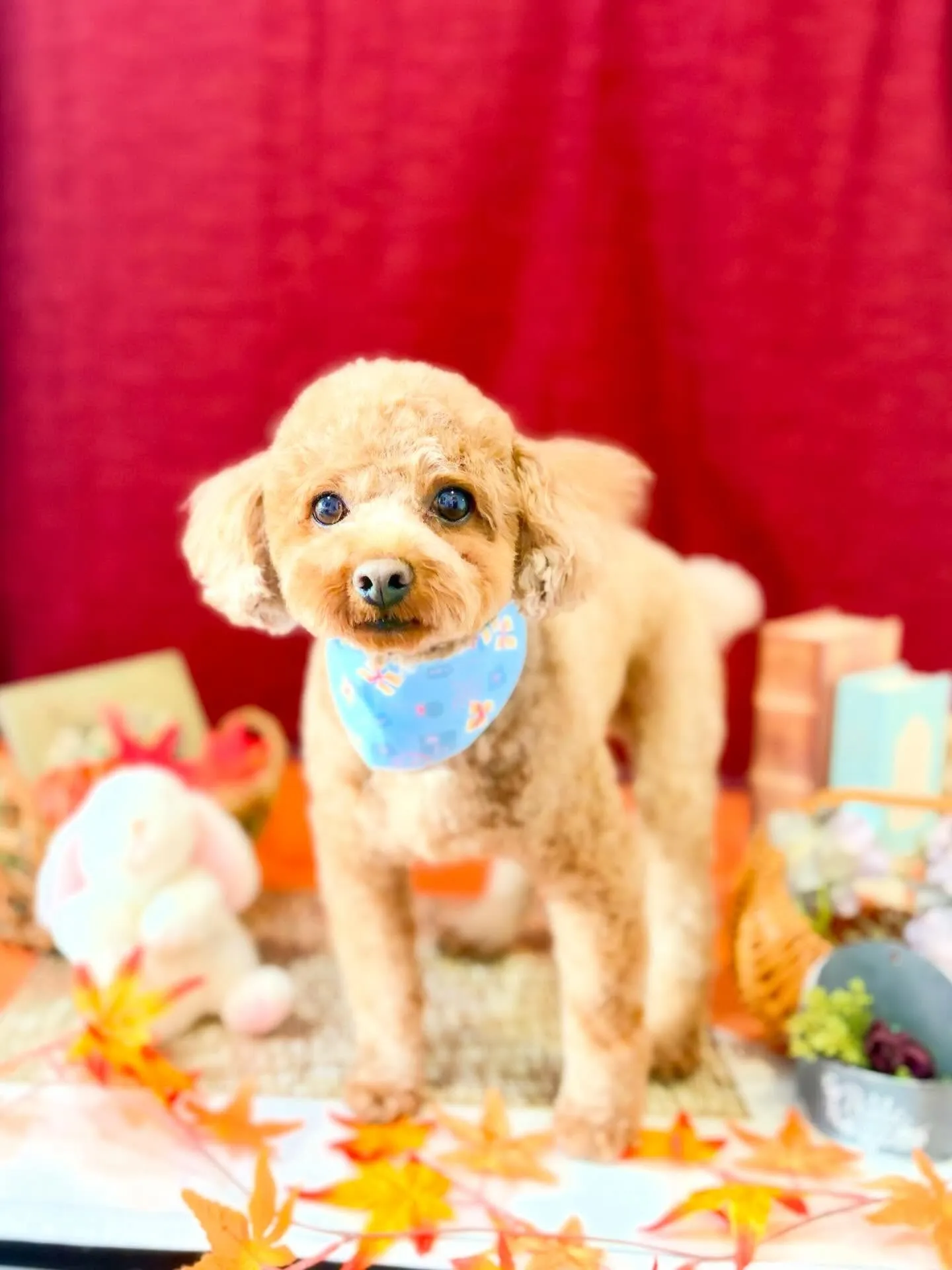 先月アップしきれなかったお手入れわんこさんです🎶