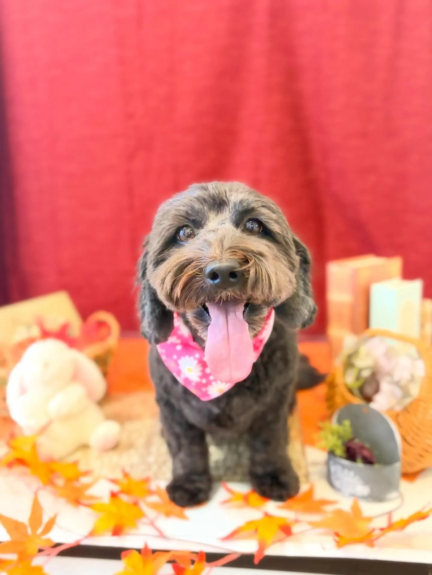 先月アップしきれなかったお手入れわんこさんです🎶