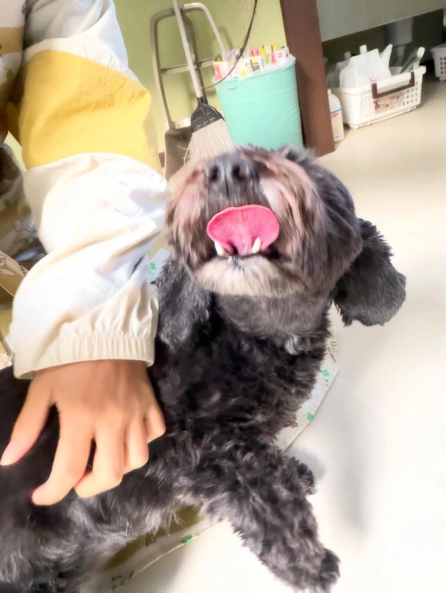 先月アップしきれなかったお手入れわんこさんです🎶