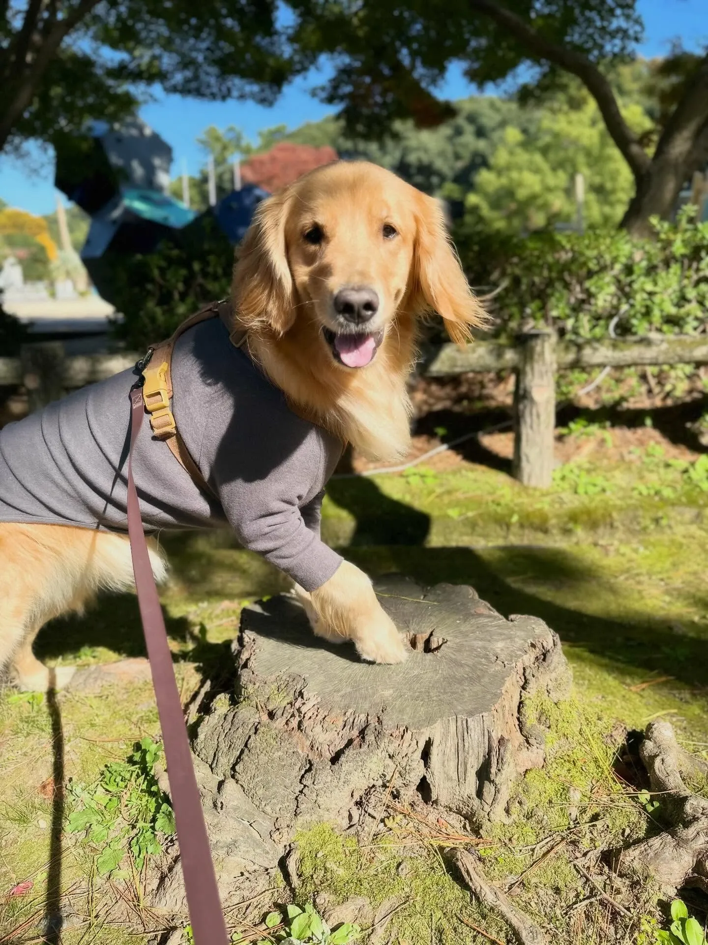 遠足イベント2日目の参加わんこたちのアルバムも全員完成🌟