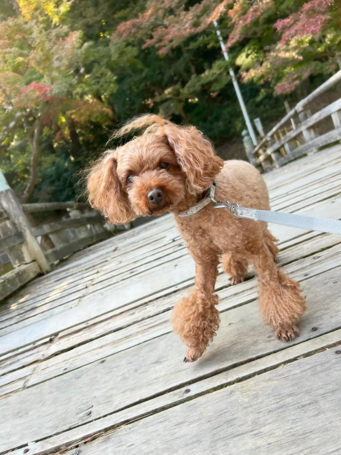 遠足イベント2日目の参加わんこたちのアルバムも全員完成🌟