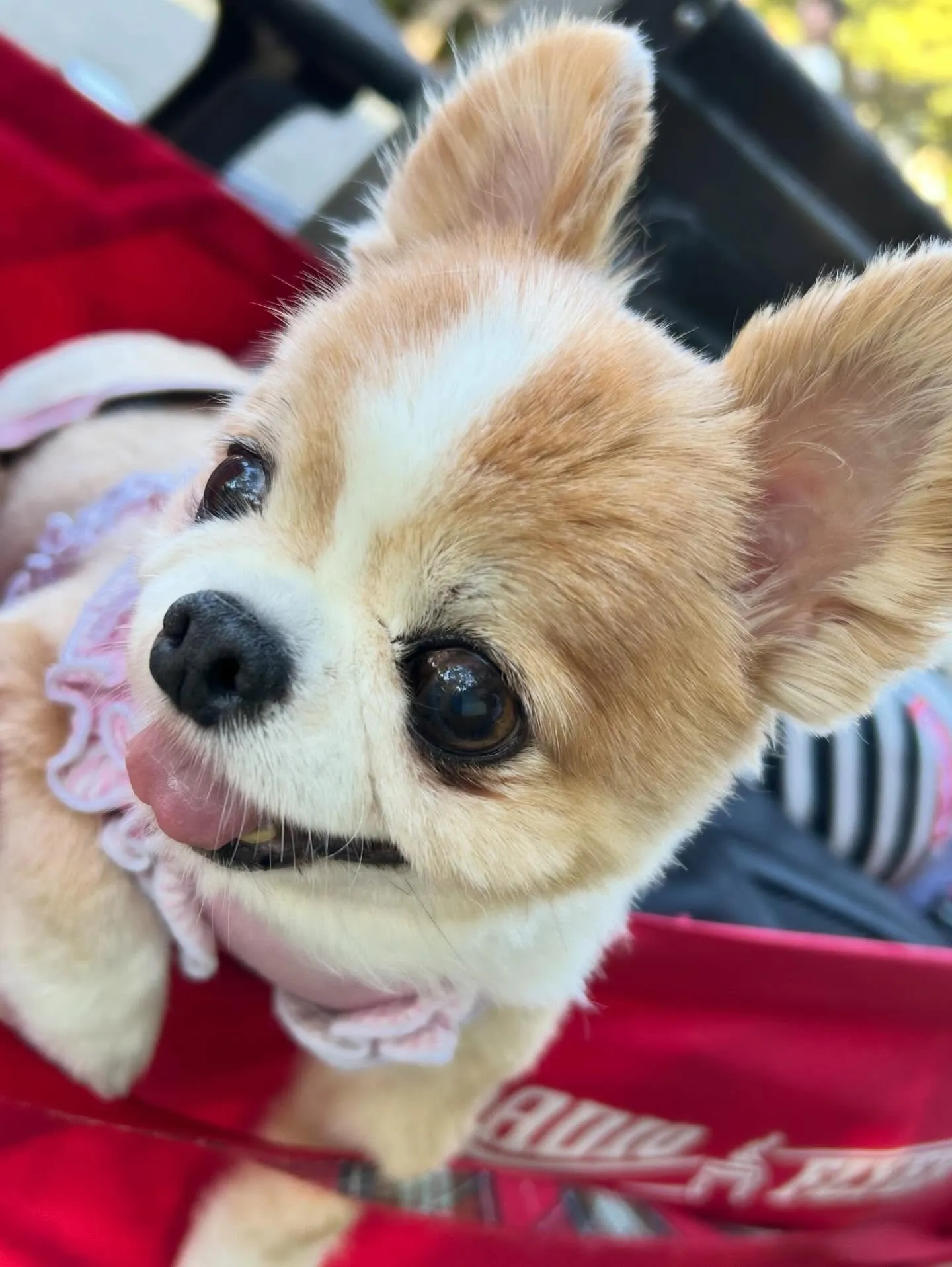 遠足イベント2日目の参加わんこたちのアルバムも全員完成🌟